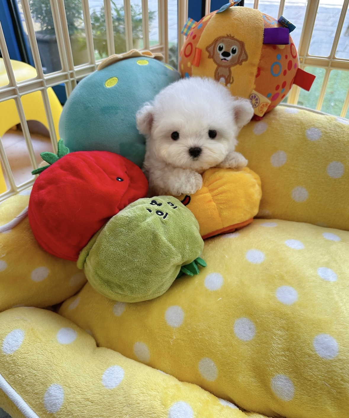 우아퍼피