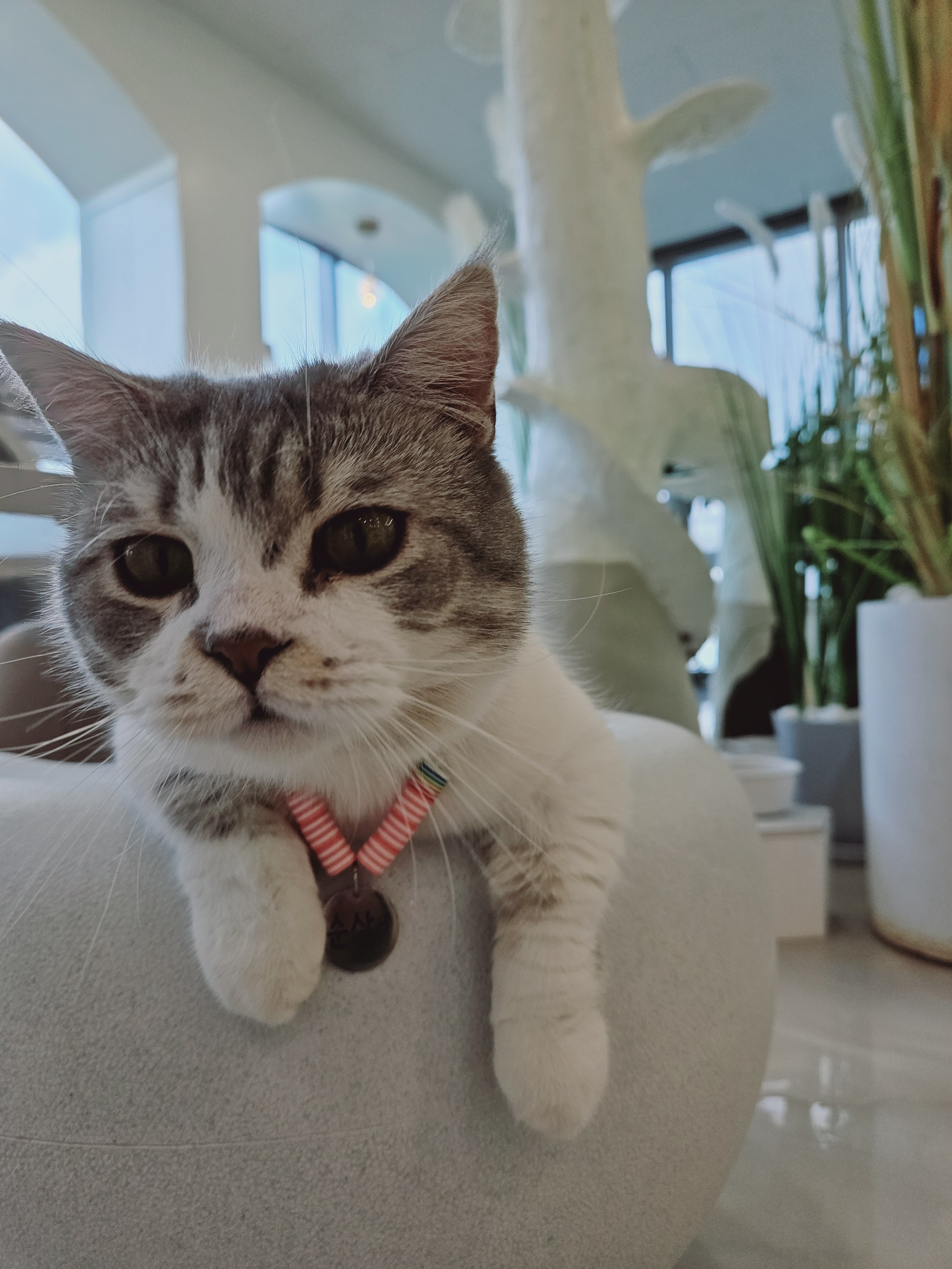 701아를고양이카페 cat in the art