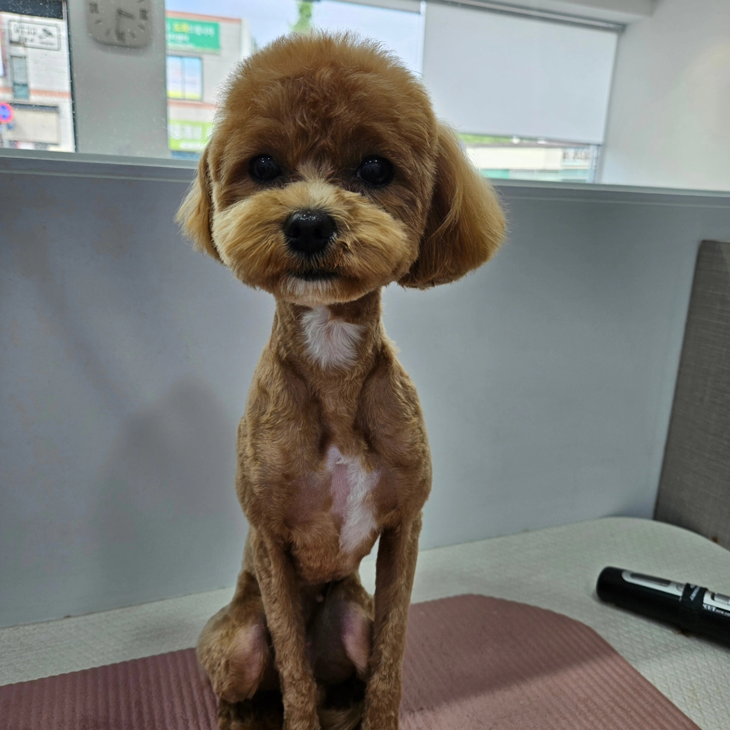 순돌이네 개발소 대표 이미지