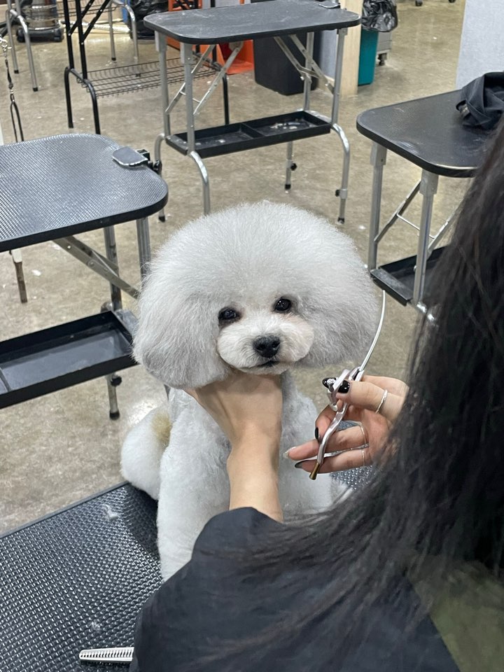 탑애견미용학원