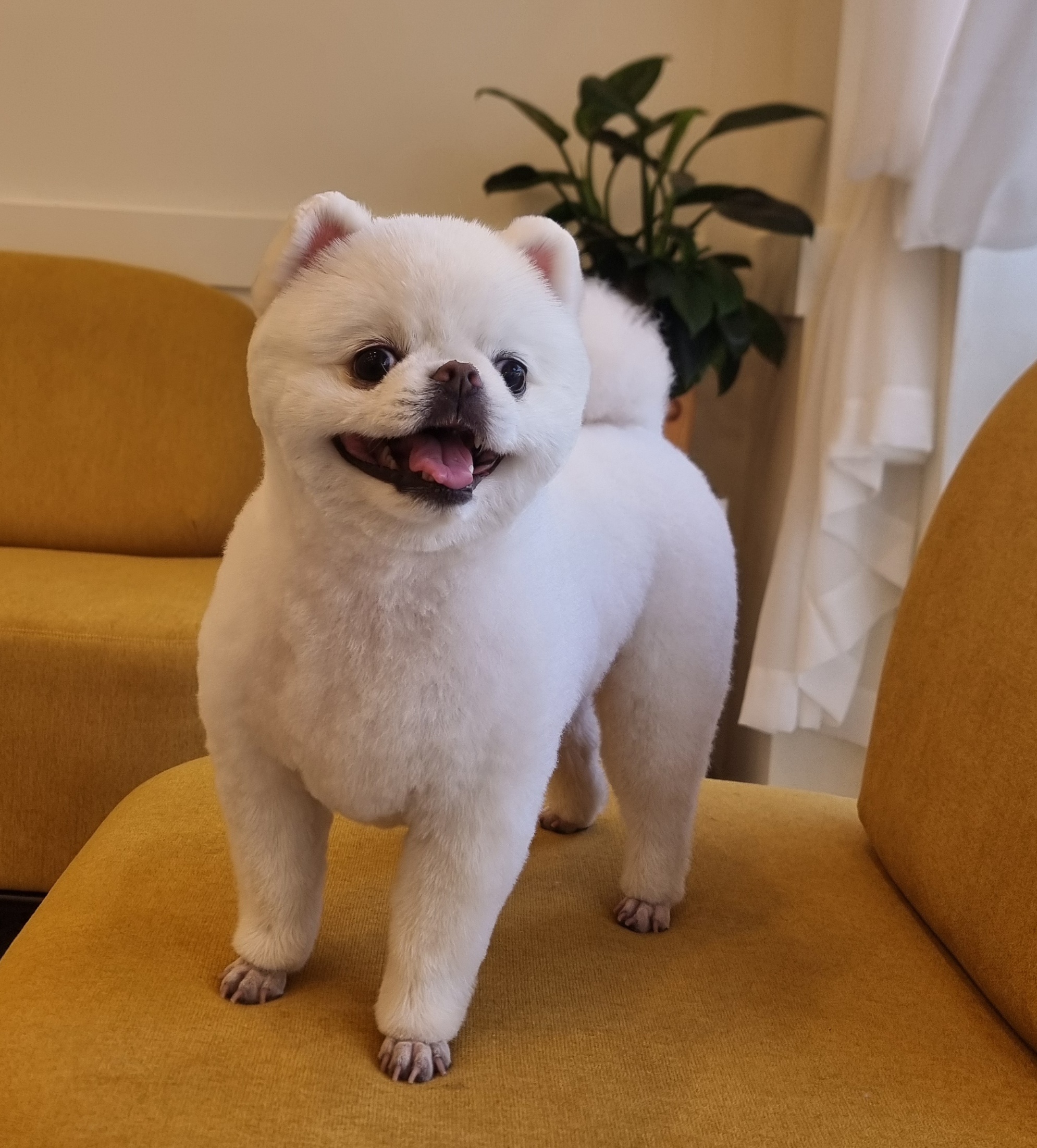 도그몽드 애견미용실 대표 이미지