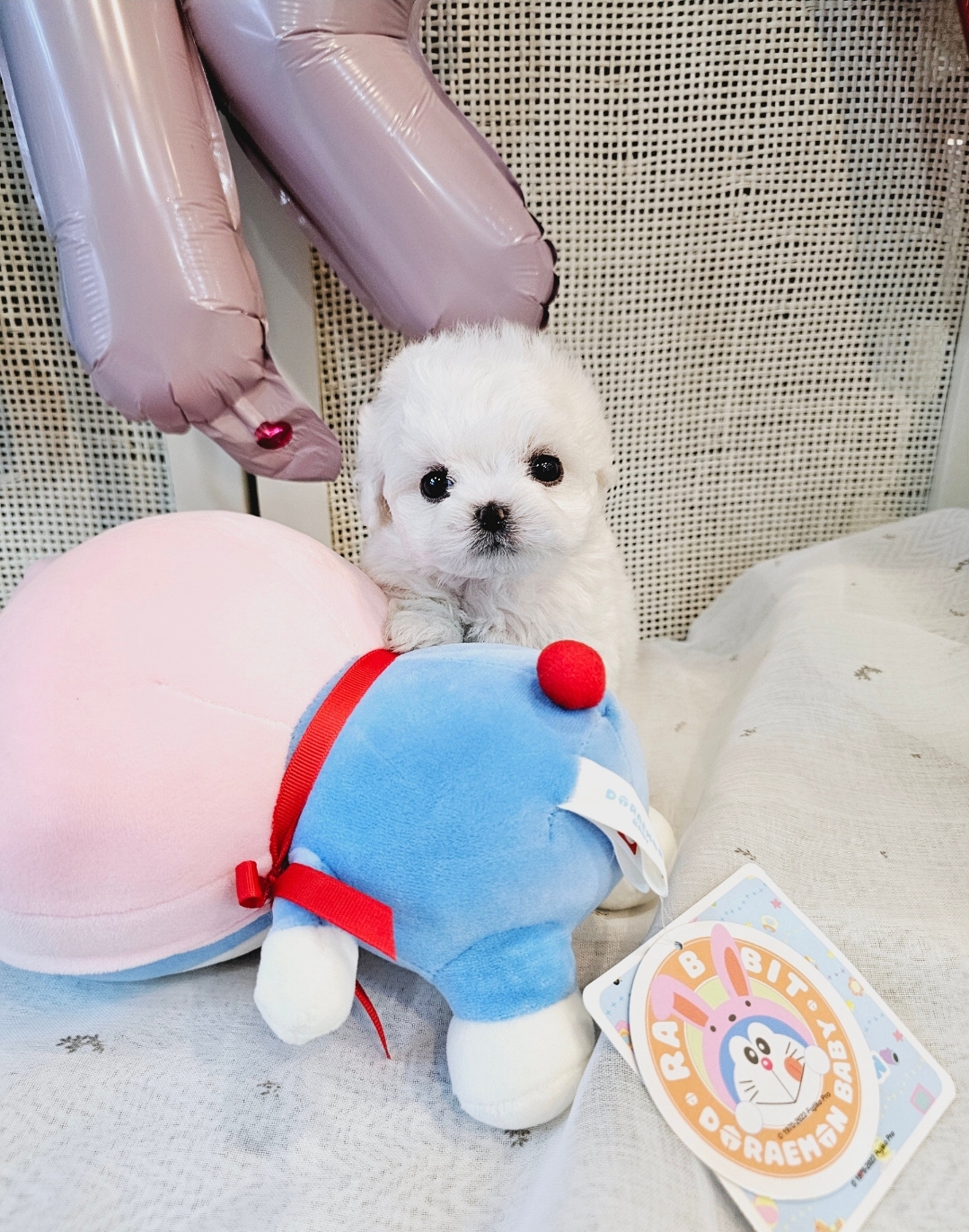 미앤유펫 강아지고양이 원주점