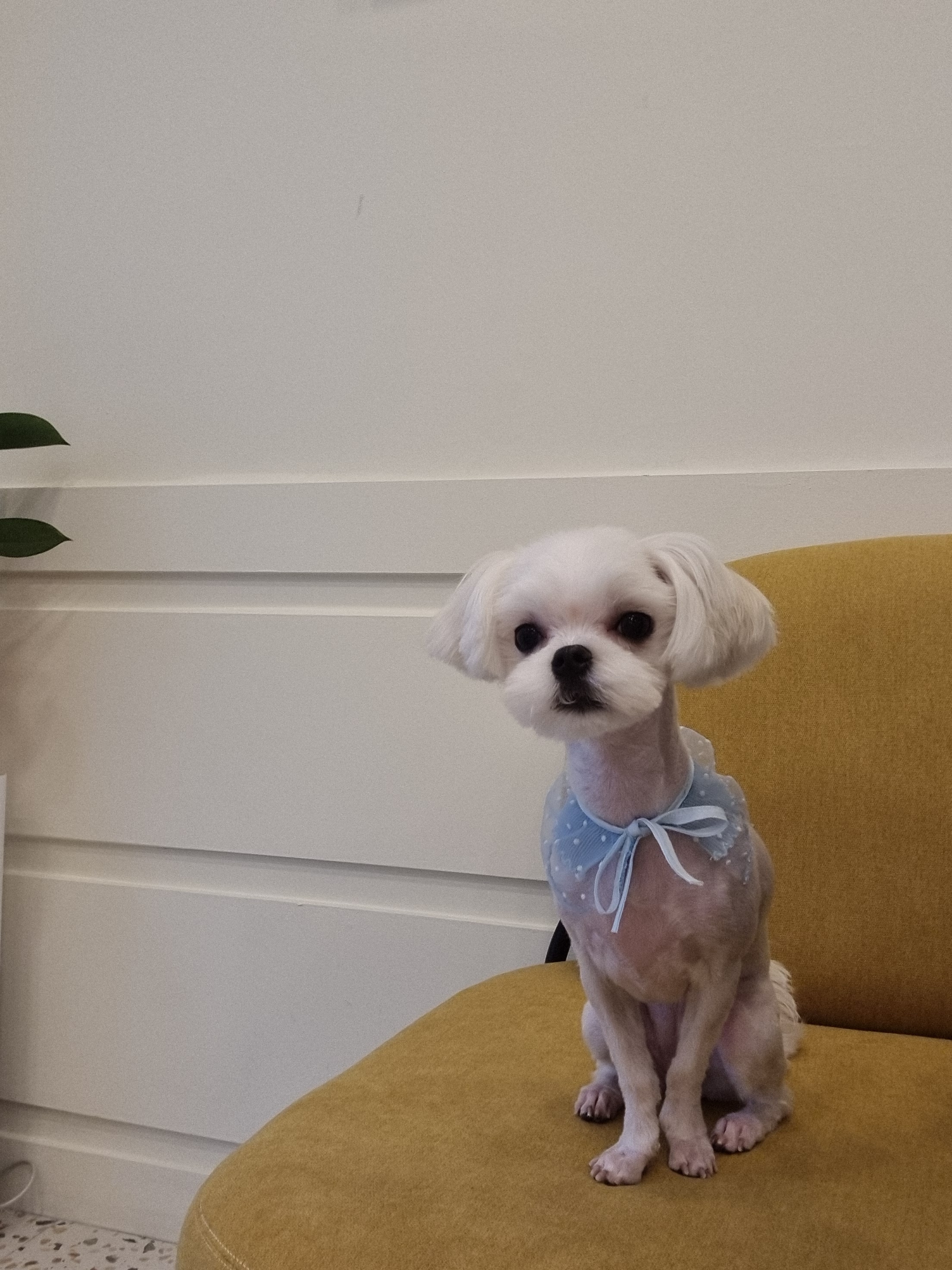 도그몽드 애견미용실 대표 이미지