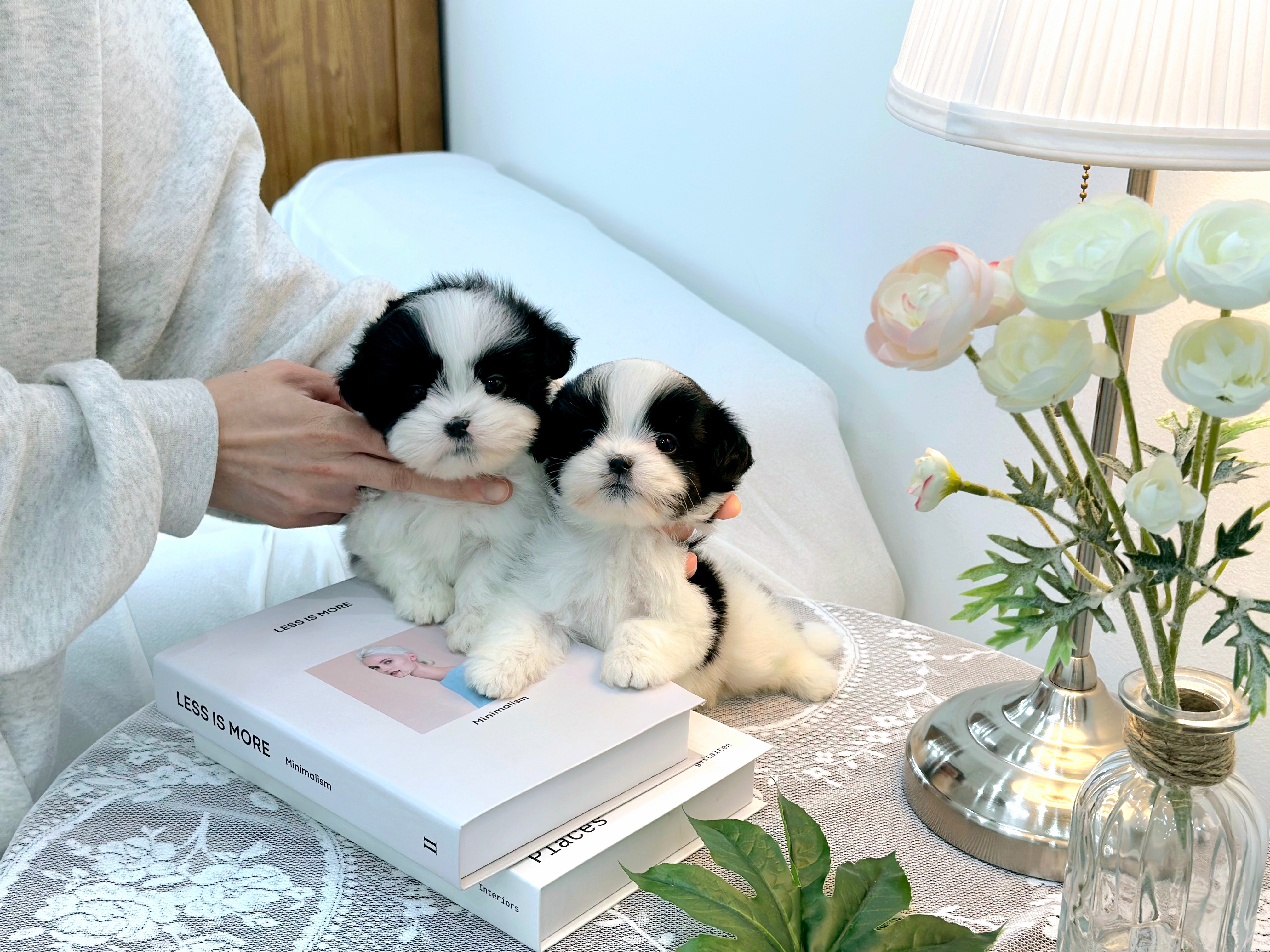 멍스타 김포강아지분양 대표 이미지