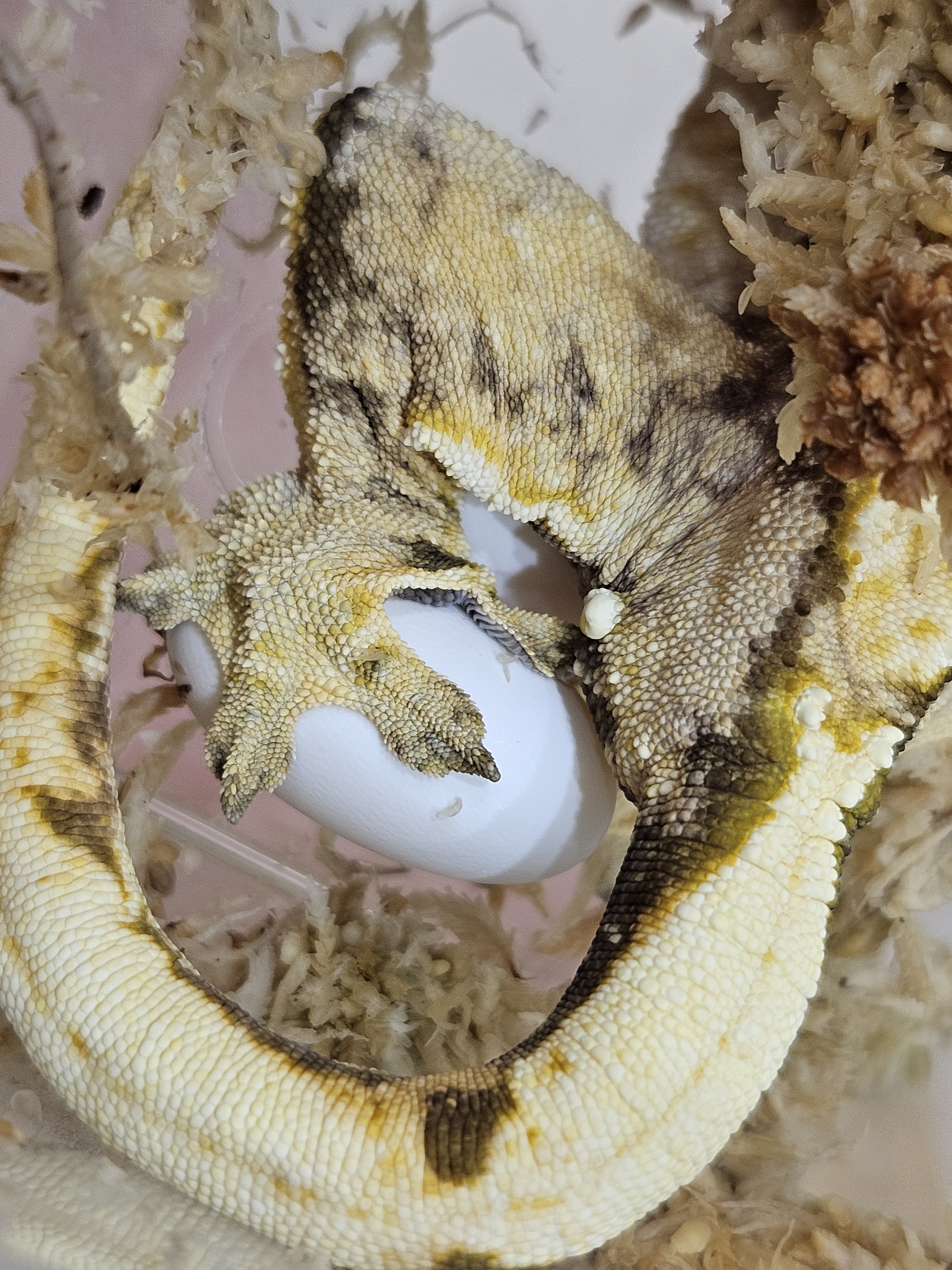 헌드레드게코 대표 이미지