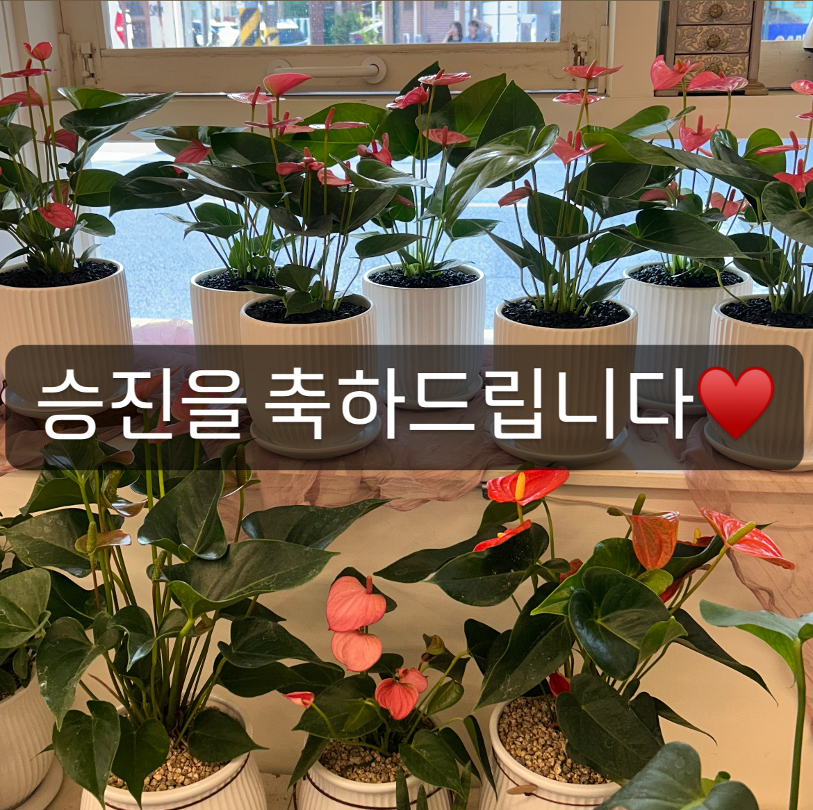 로제르플라워