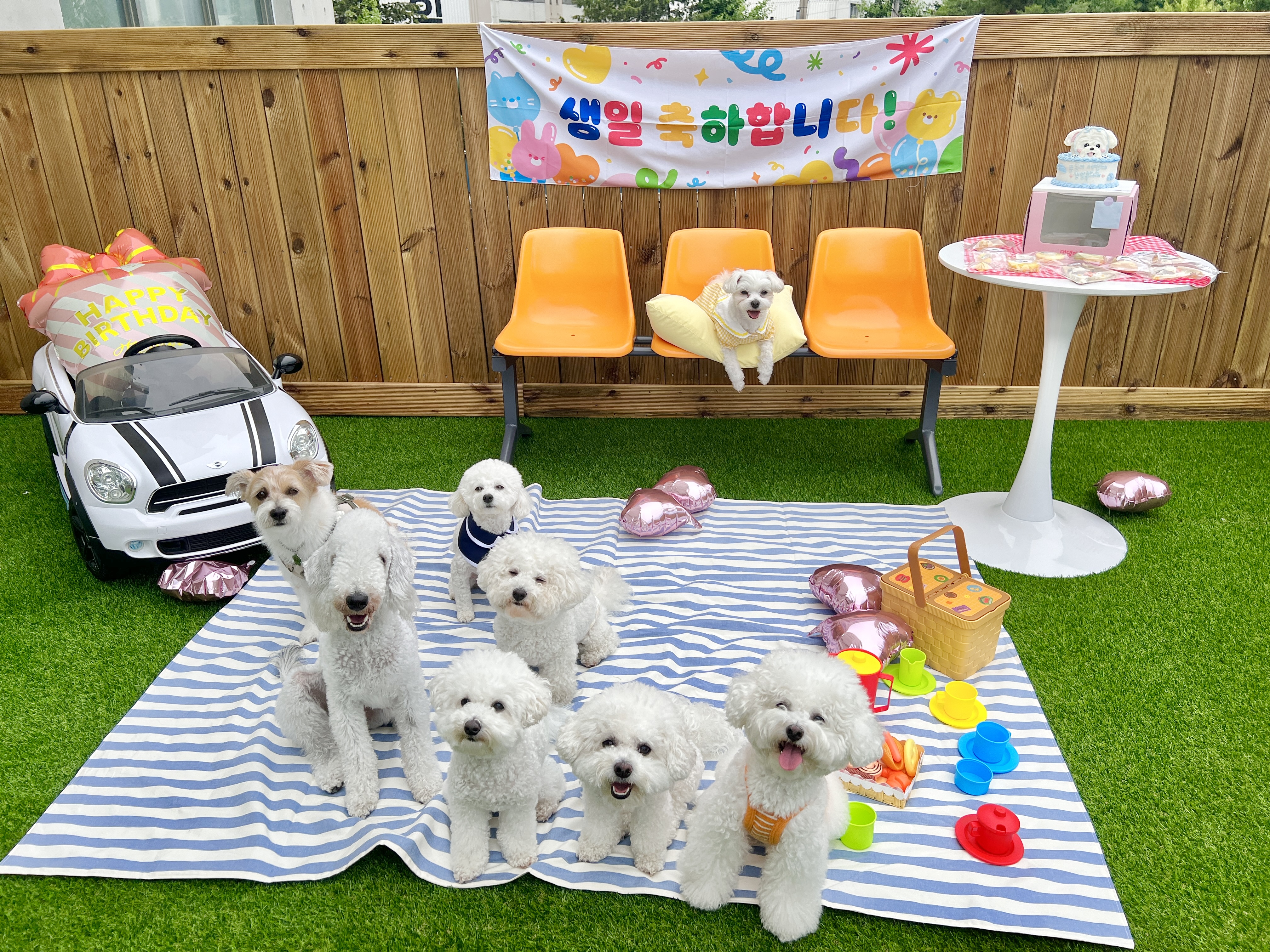 멍문대 애견유치원