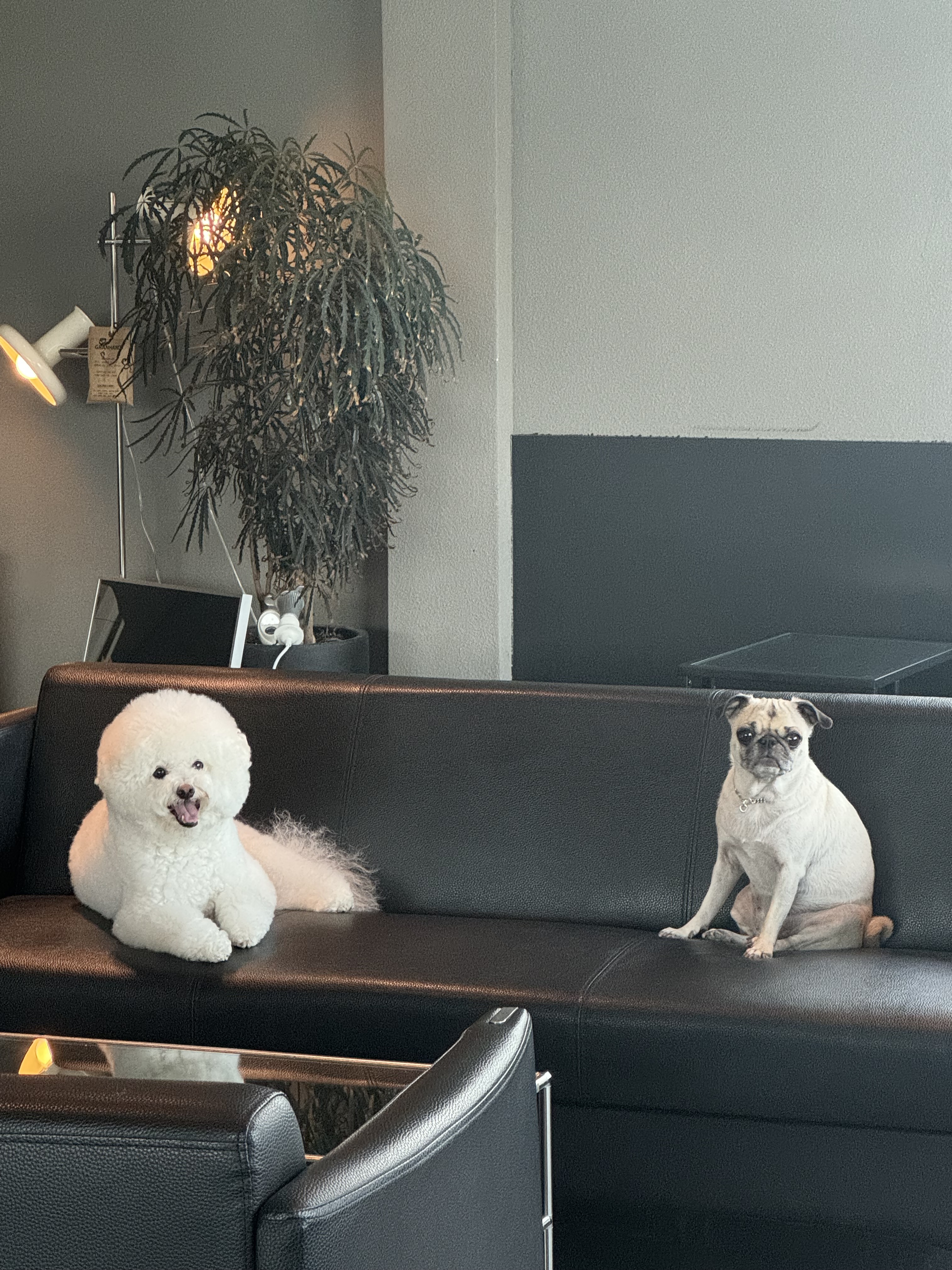 바이더폰드 충청 애견맛집