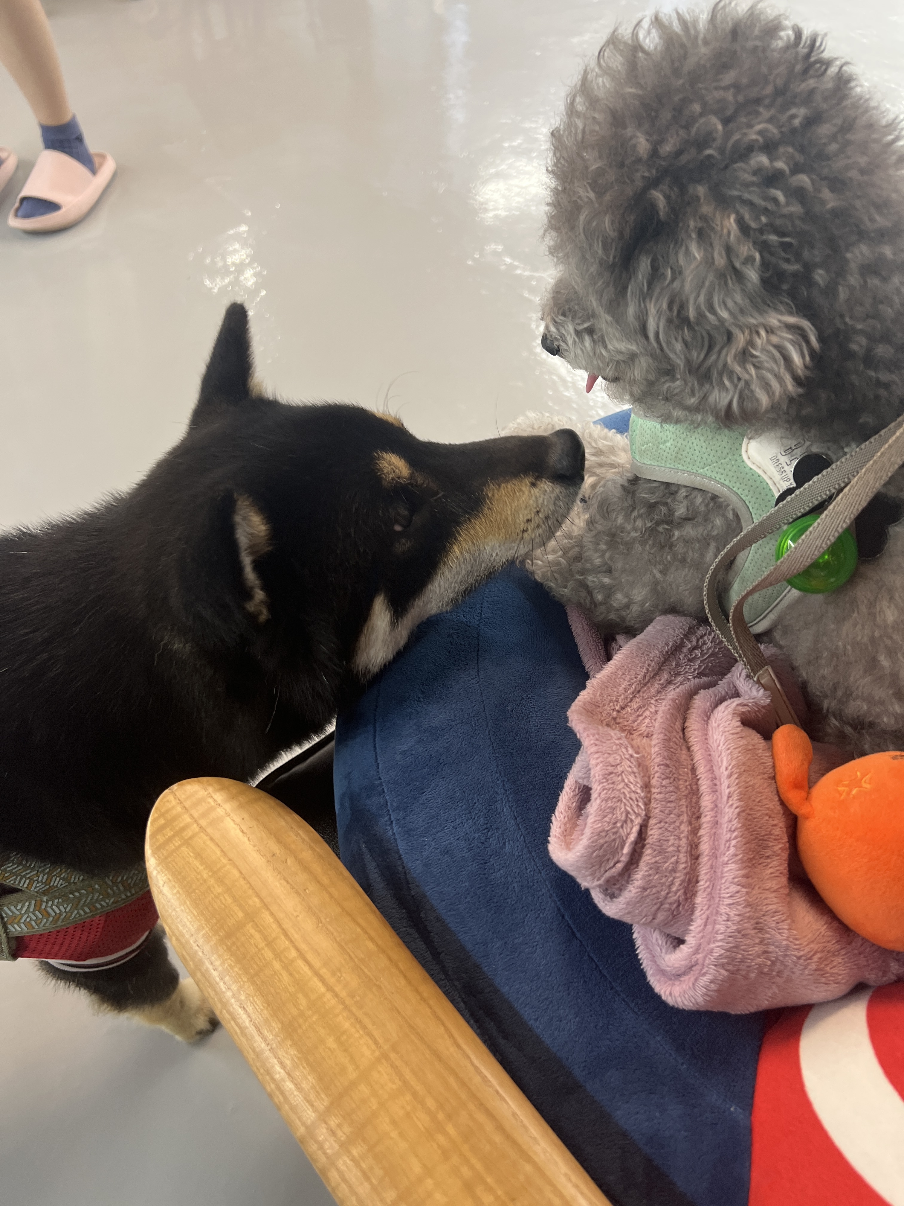 호텔 독스 대표 이미지