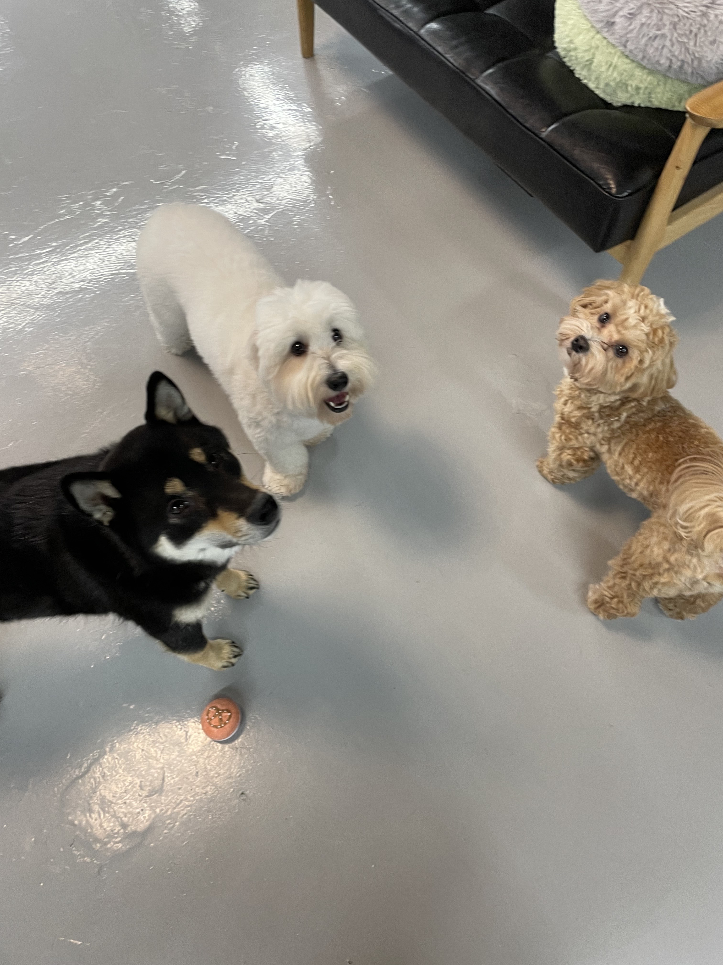 호텔 독스 대표 이미지