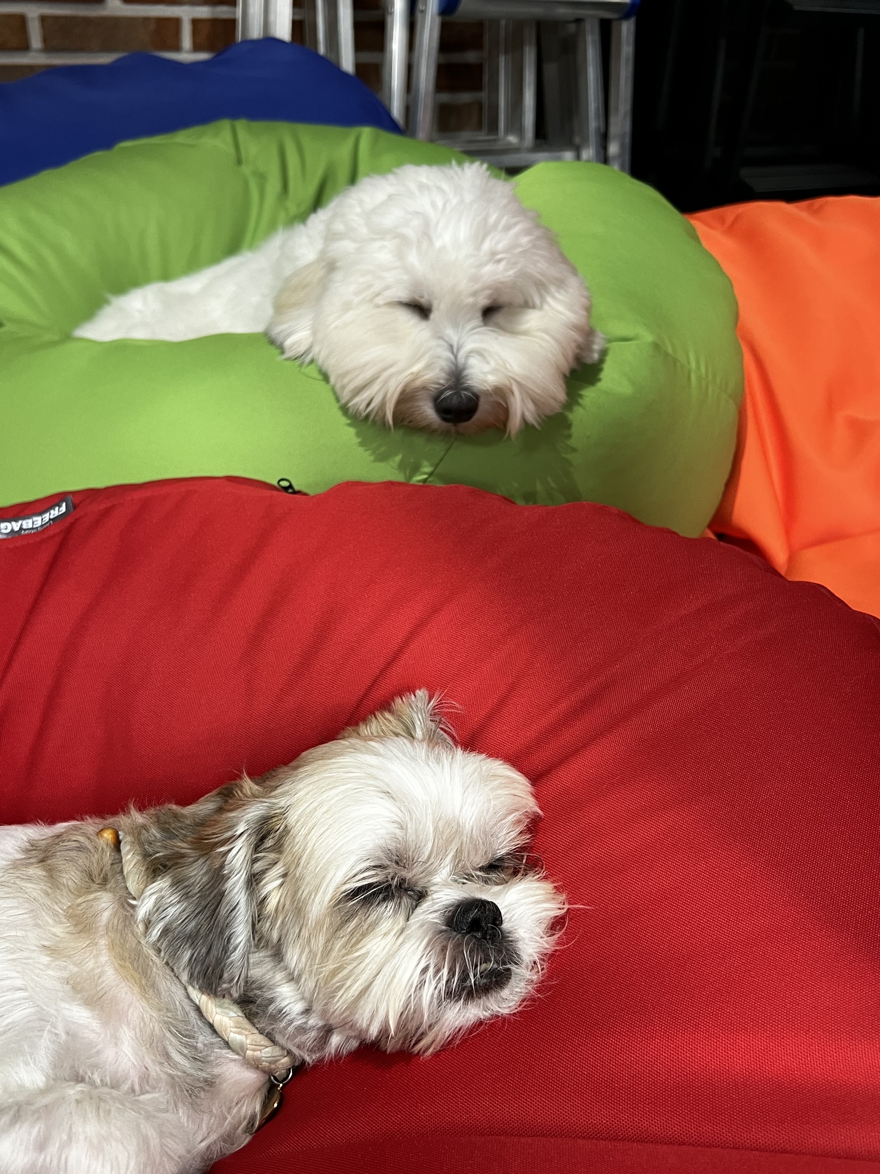 호텔 독스 애견호텔&유치원 대표 이미지