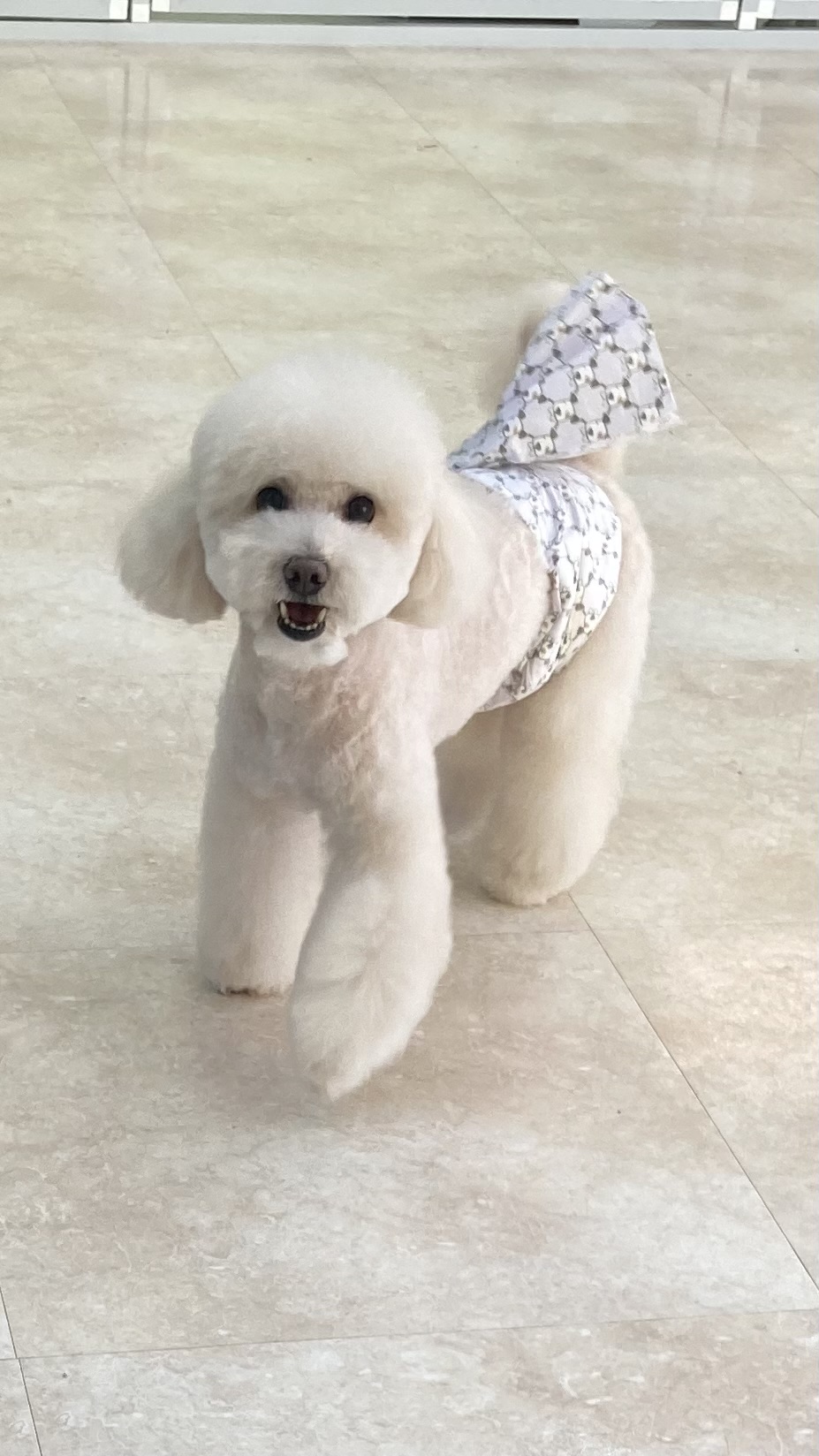 속초애견 더 이쁘개 대표 이미지