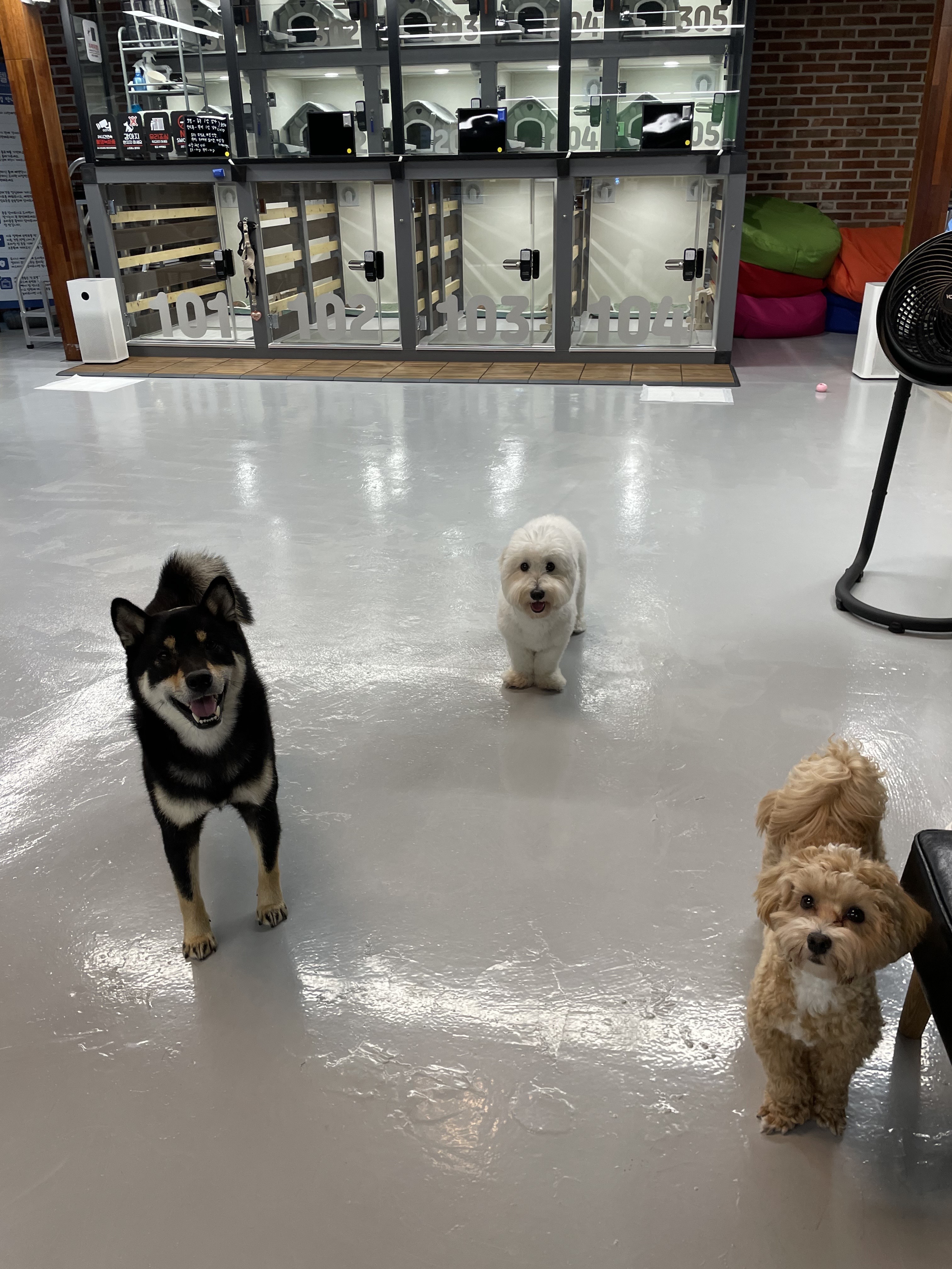 호텔 독스 대표 이미지