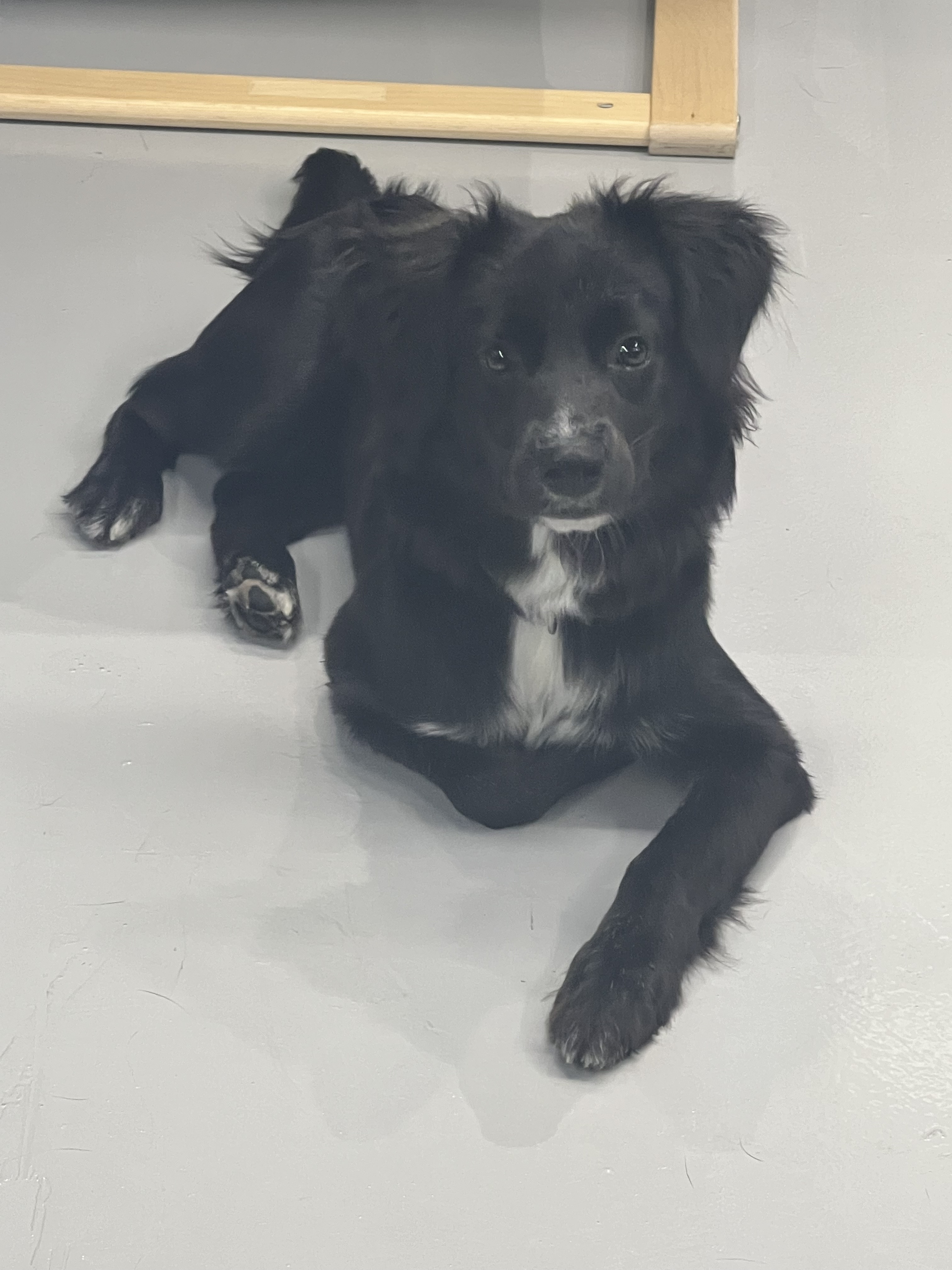 호텔 독스 애견호텔&유치원 대표 이미지