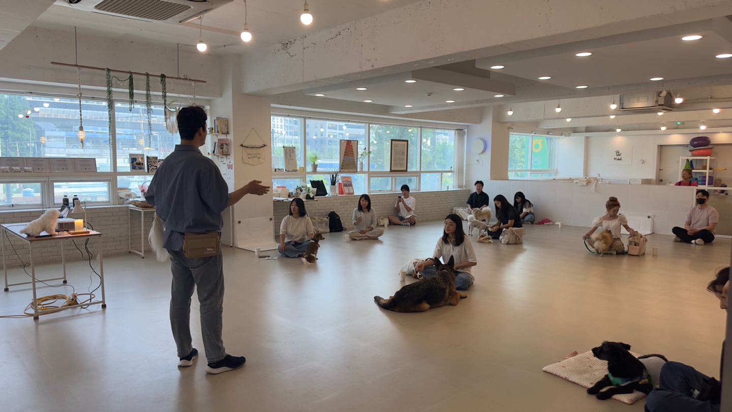 안녕하개 애견유치원 애견미용 애견호텔 독피트니스