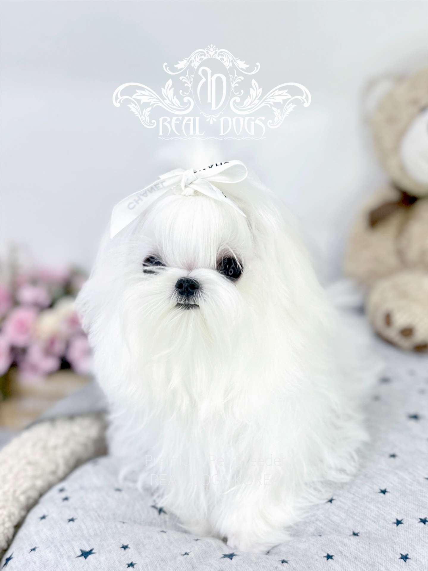 REAL DOGS 강아지분양 일산본점