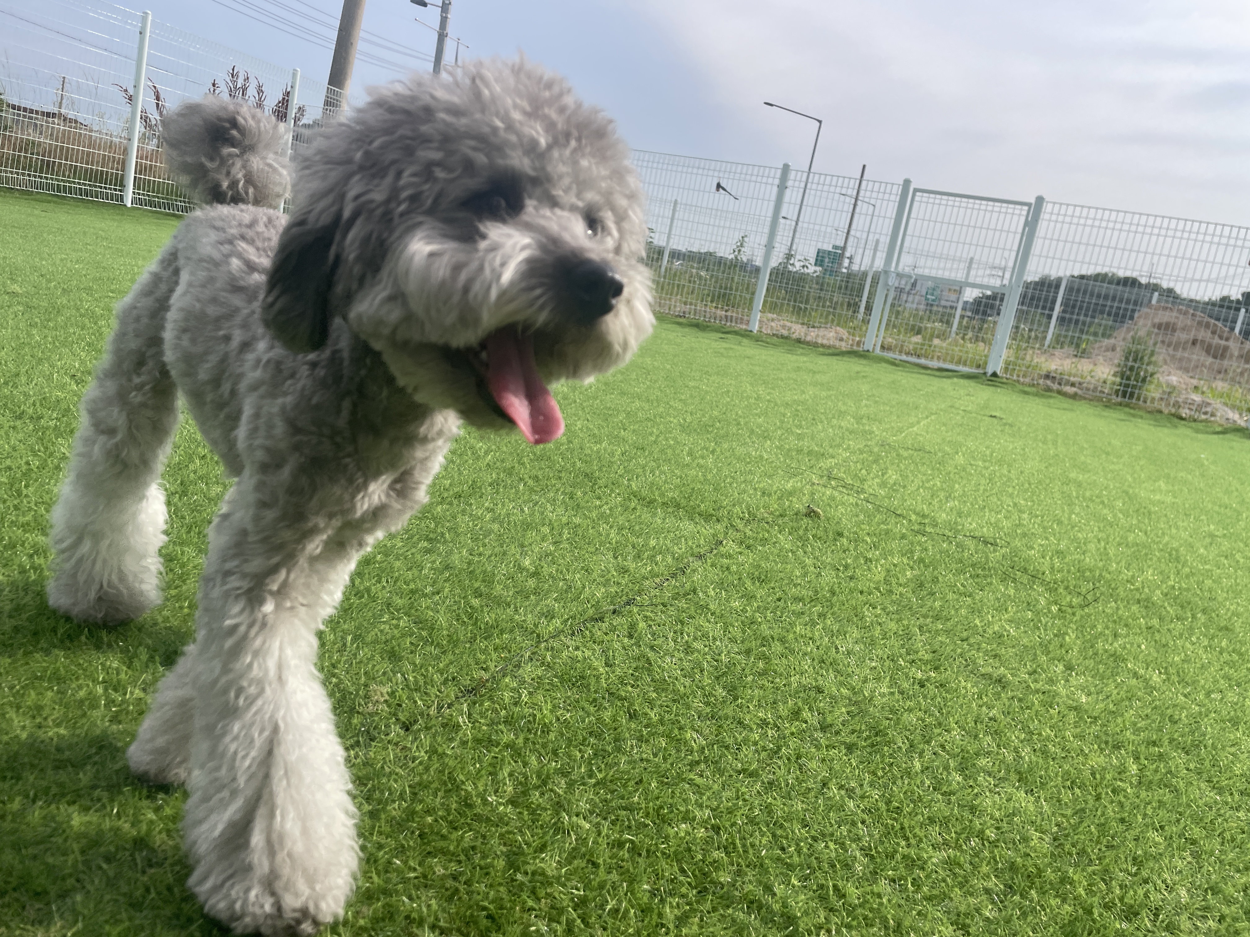 다움반려견스쿨 대표 이미지