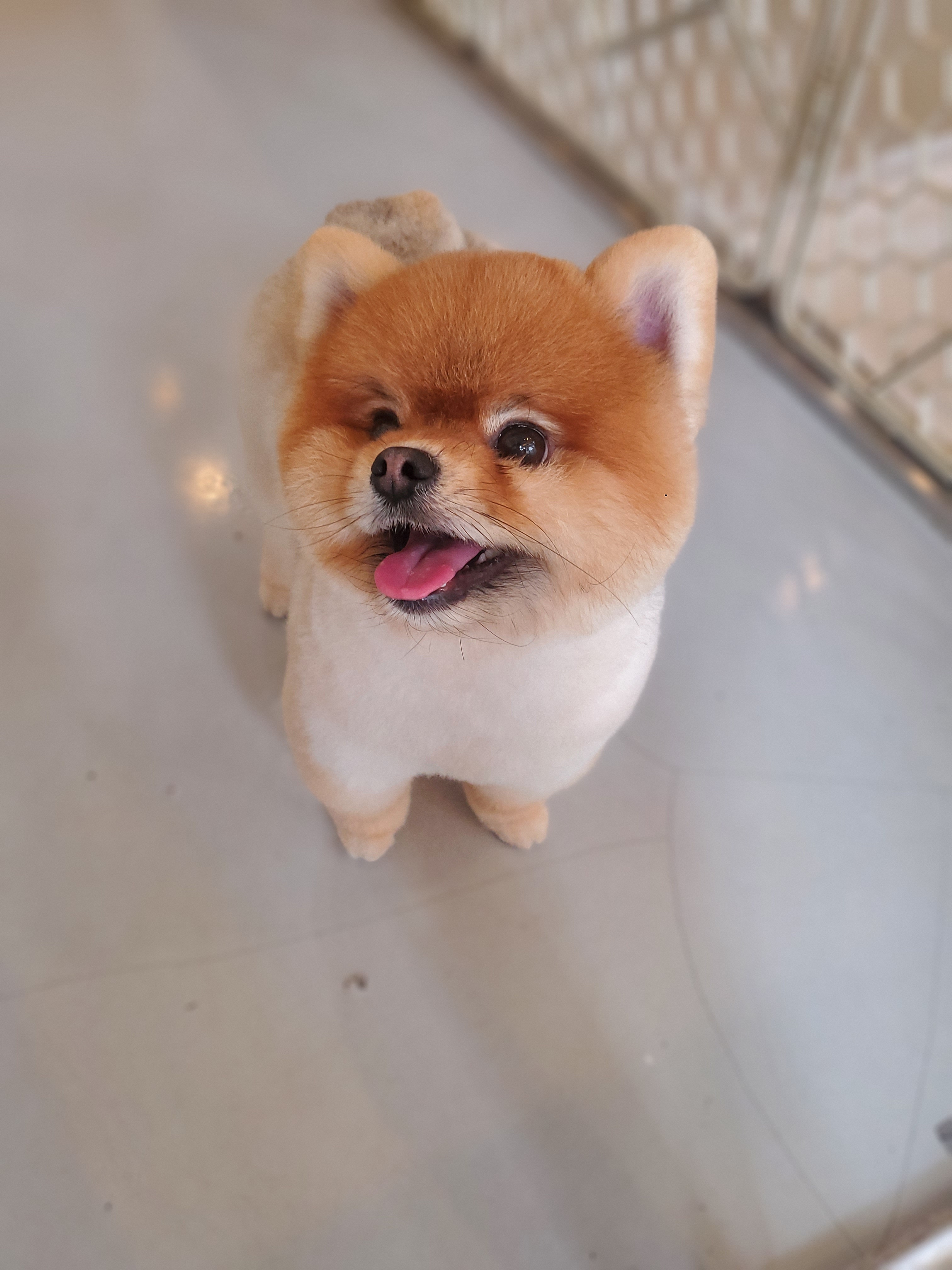 슈나우펫 대표 이미지