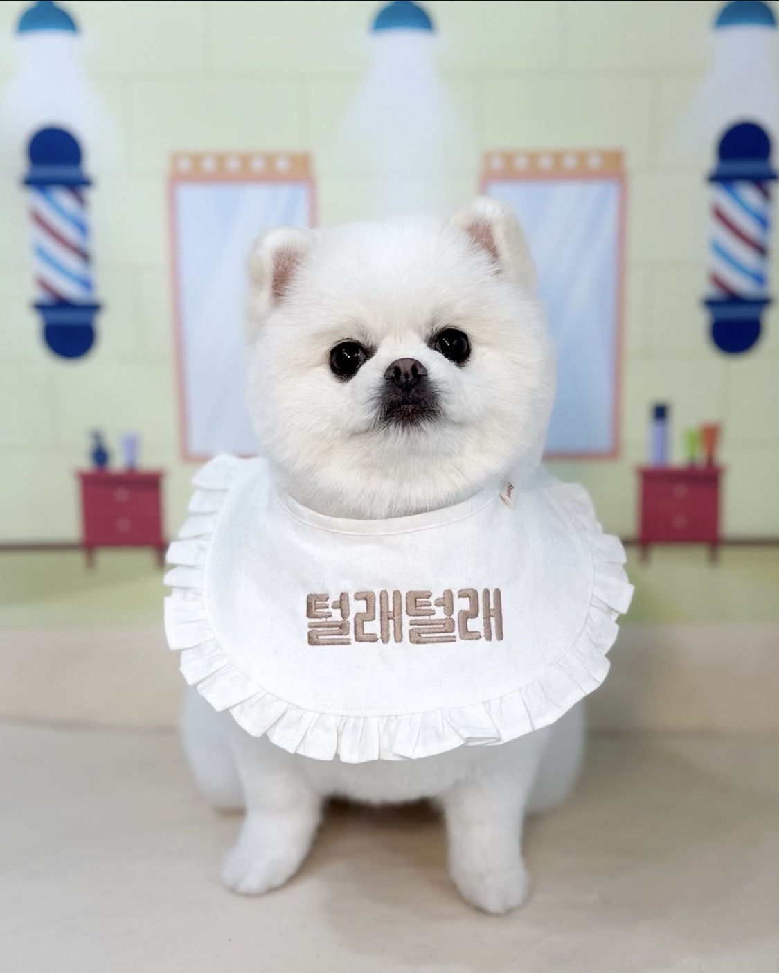 털래털래애견미용실 대표 이미지