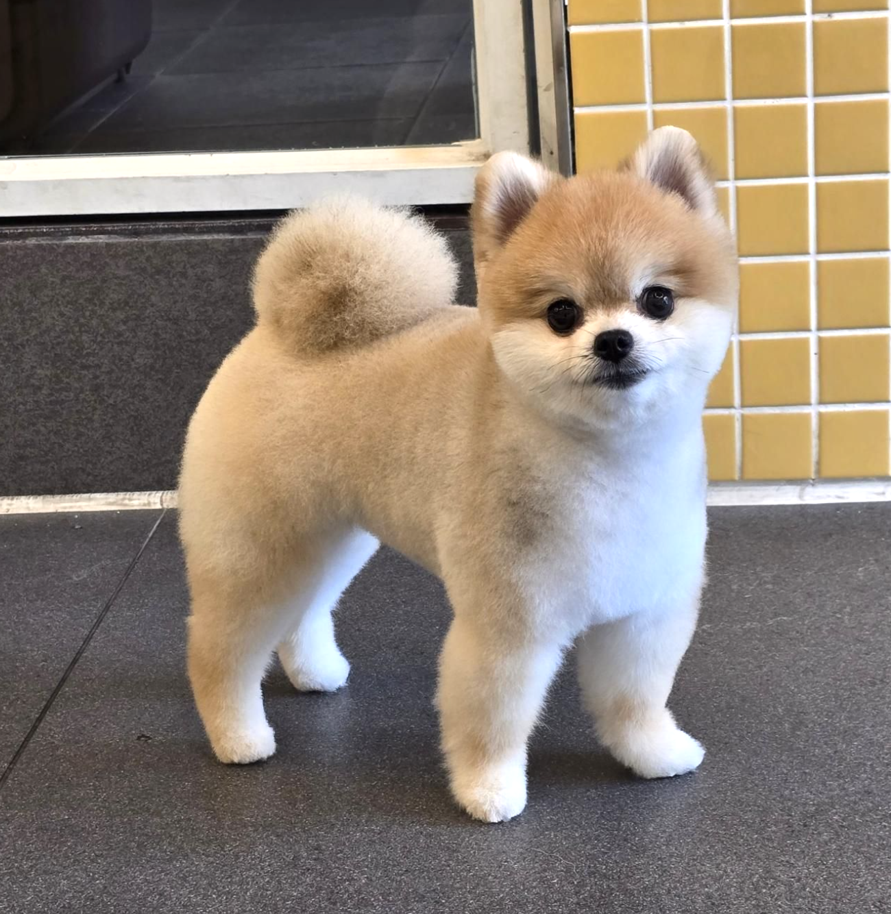 헬로우버디그루밍센터