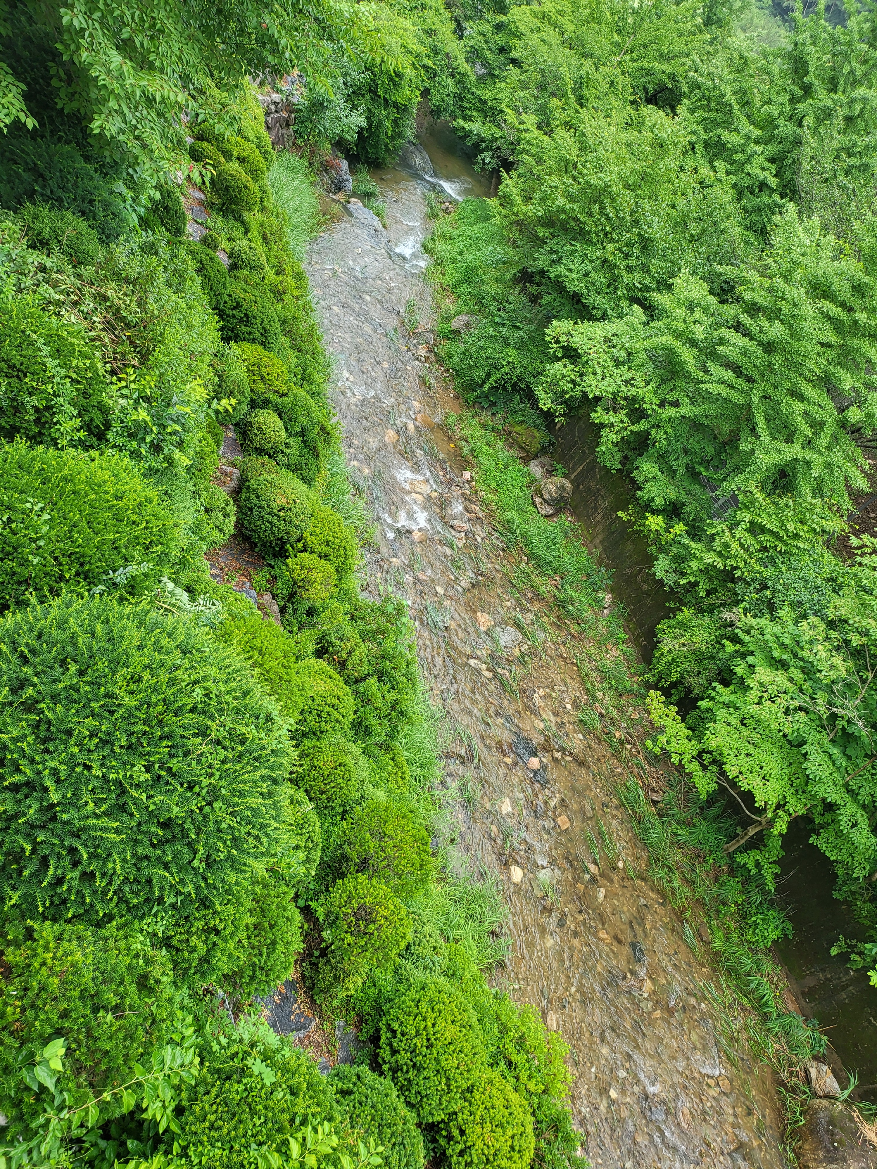 강촌또오리 대표 이미지