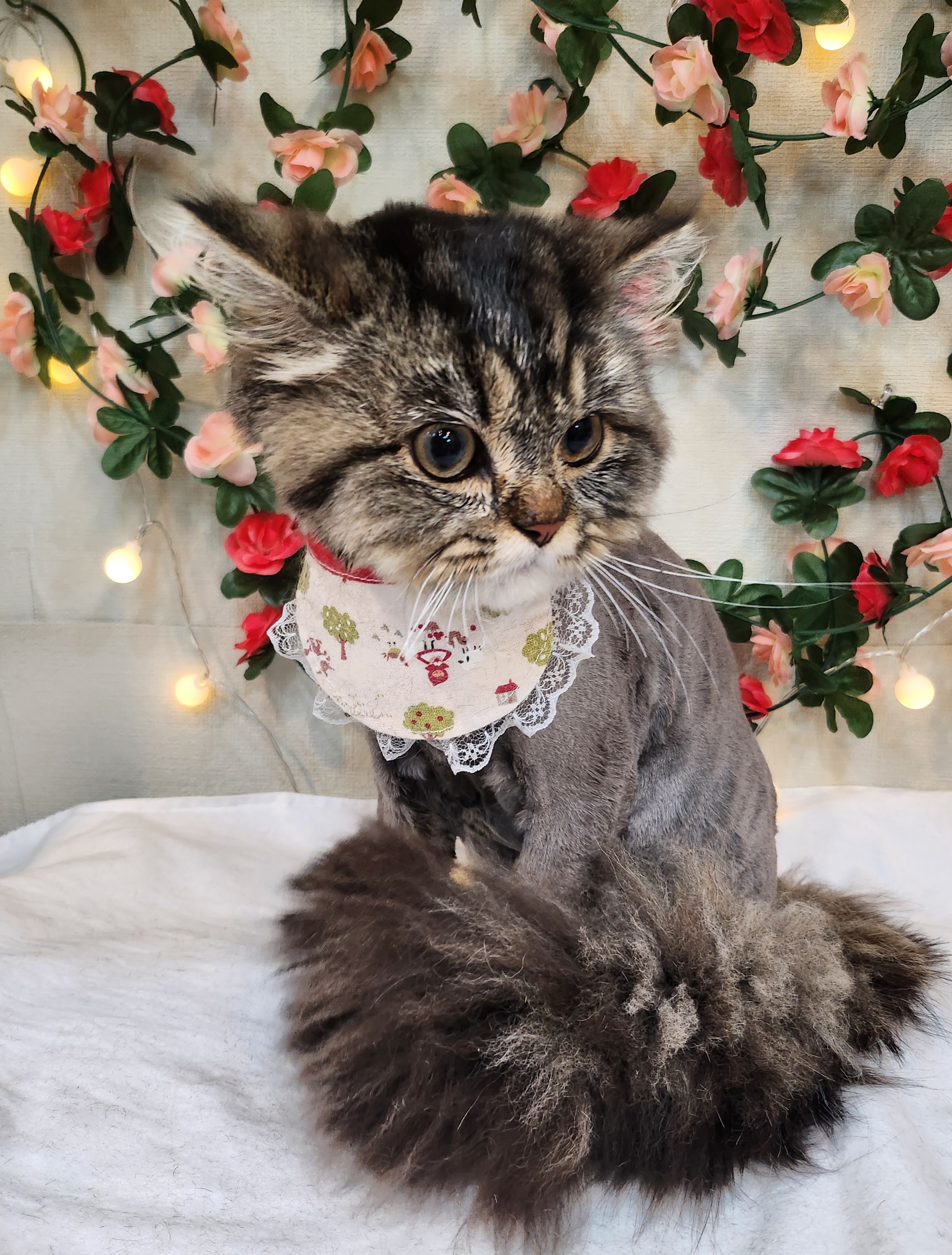 도도한강아지 대표 이미지