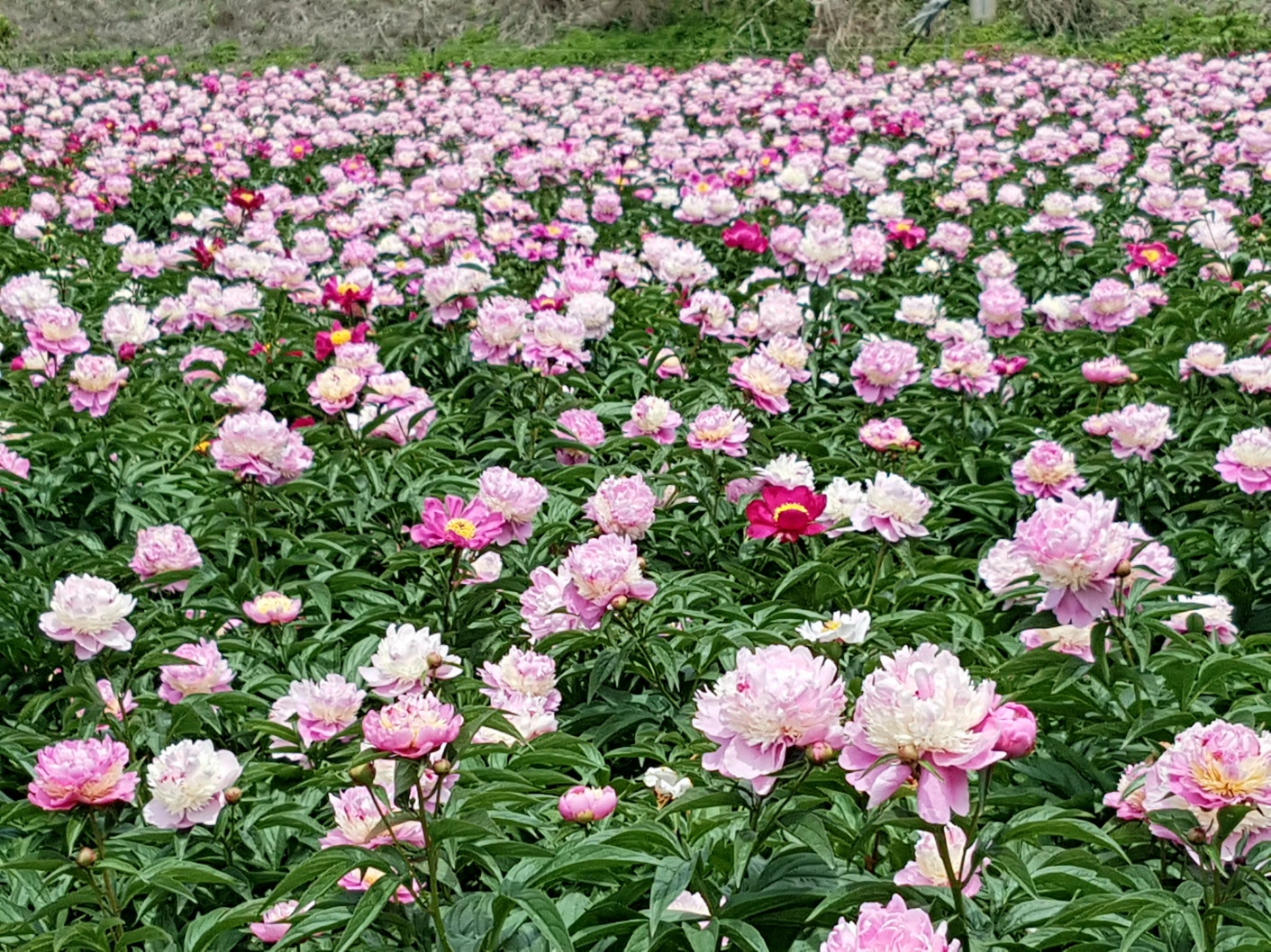 광명약초농원