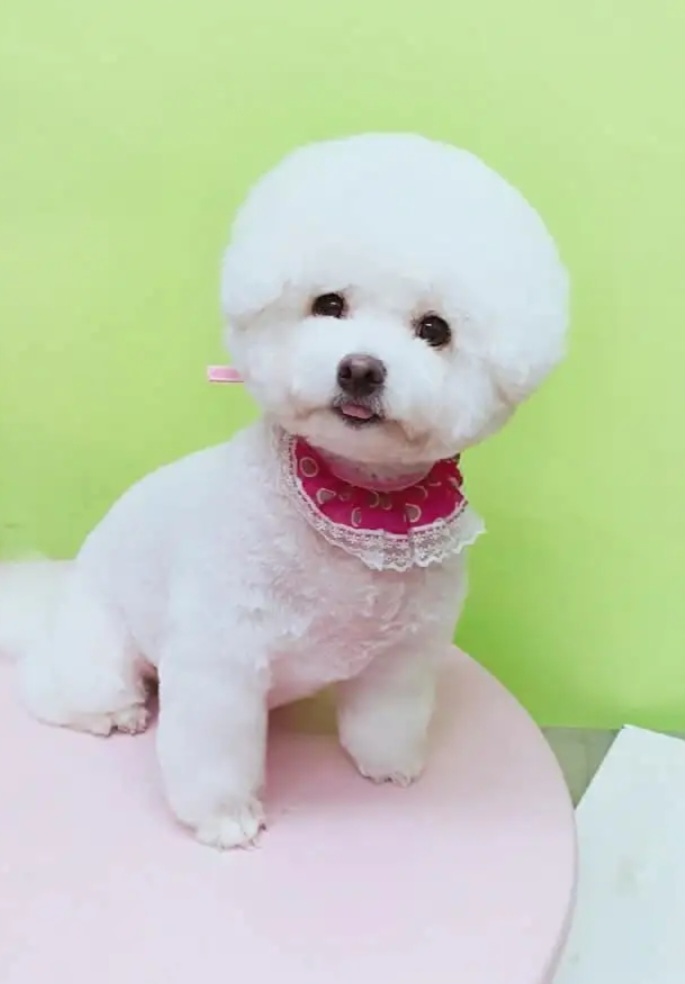 반짝이는그루밍하우스 대표 이미지