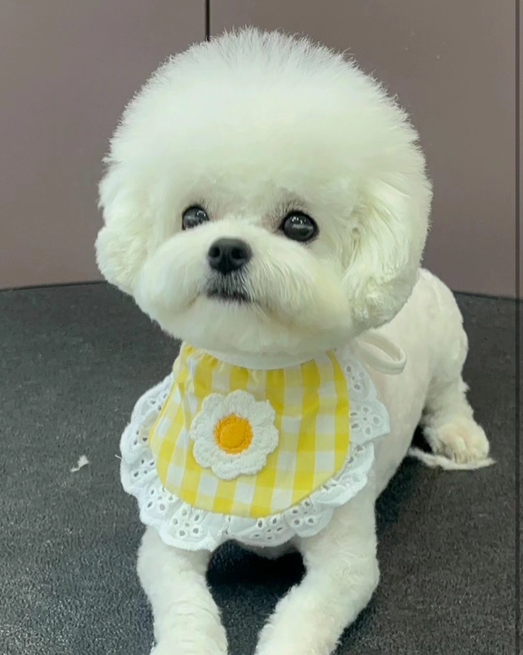 또보개 대표 이미지