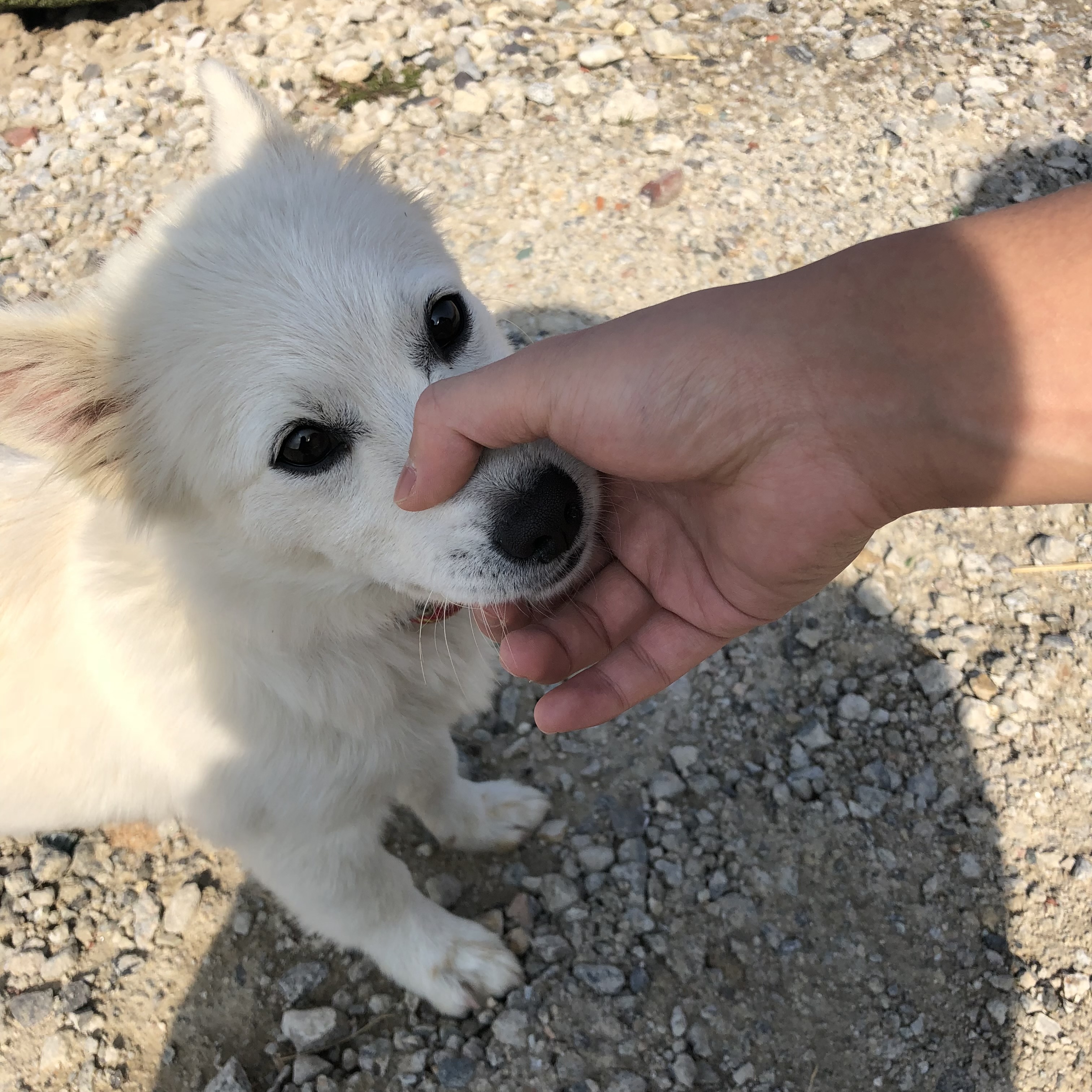 멍냥타운 대표 이미지