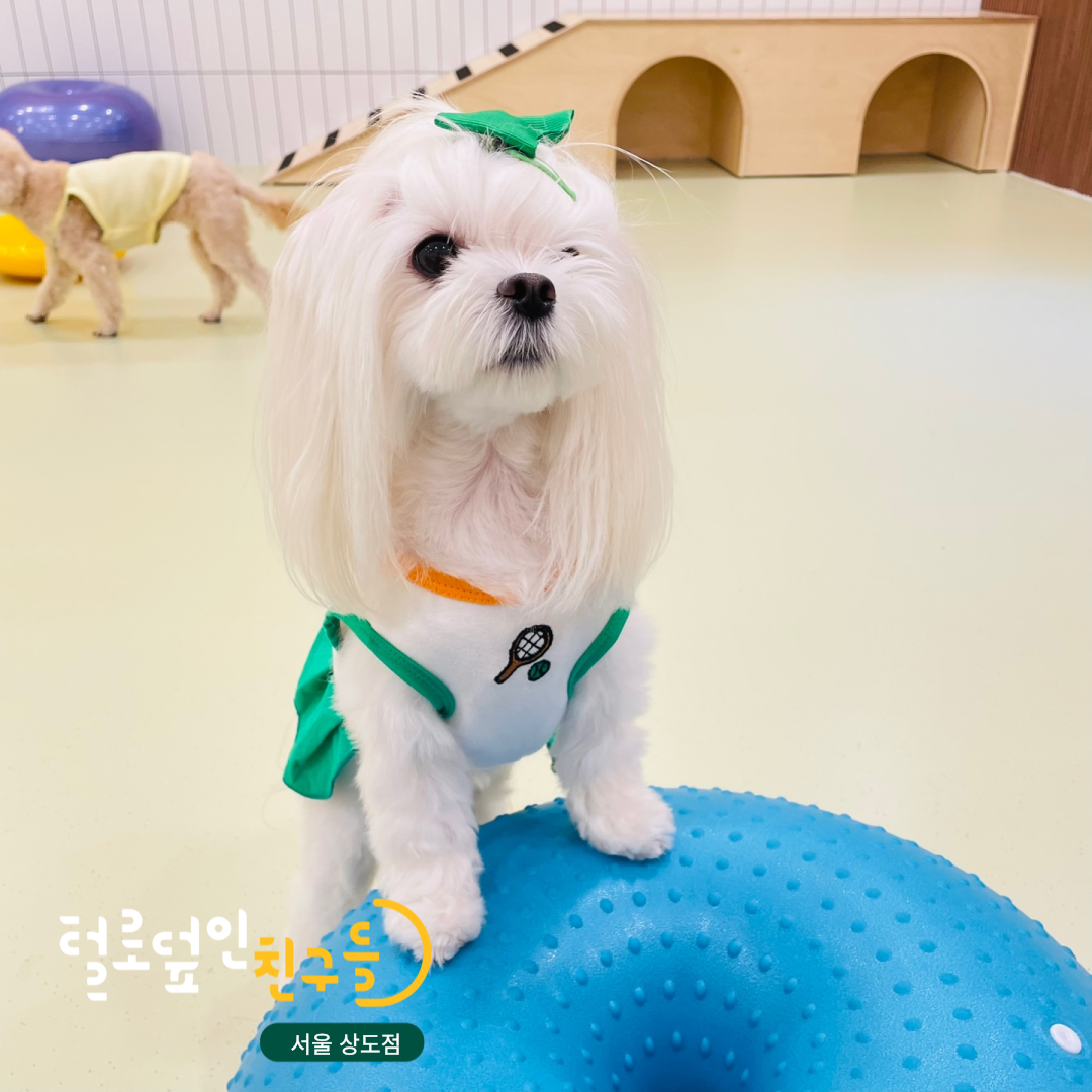 털로덮인친구들 서울상도점 대표 이미지