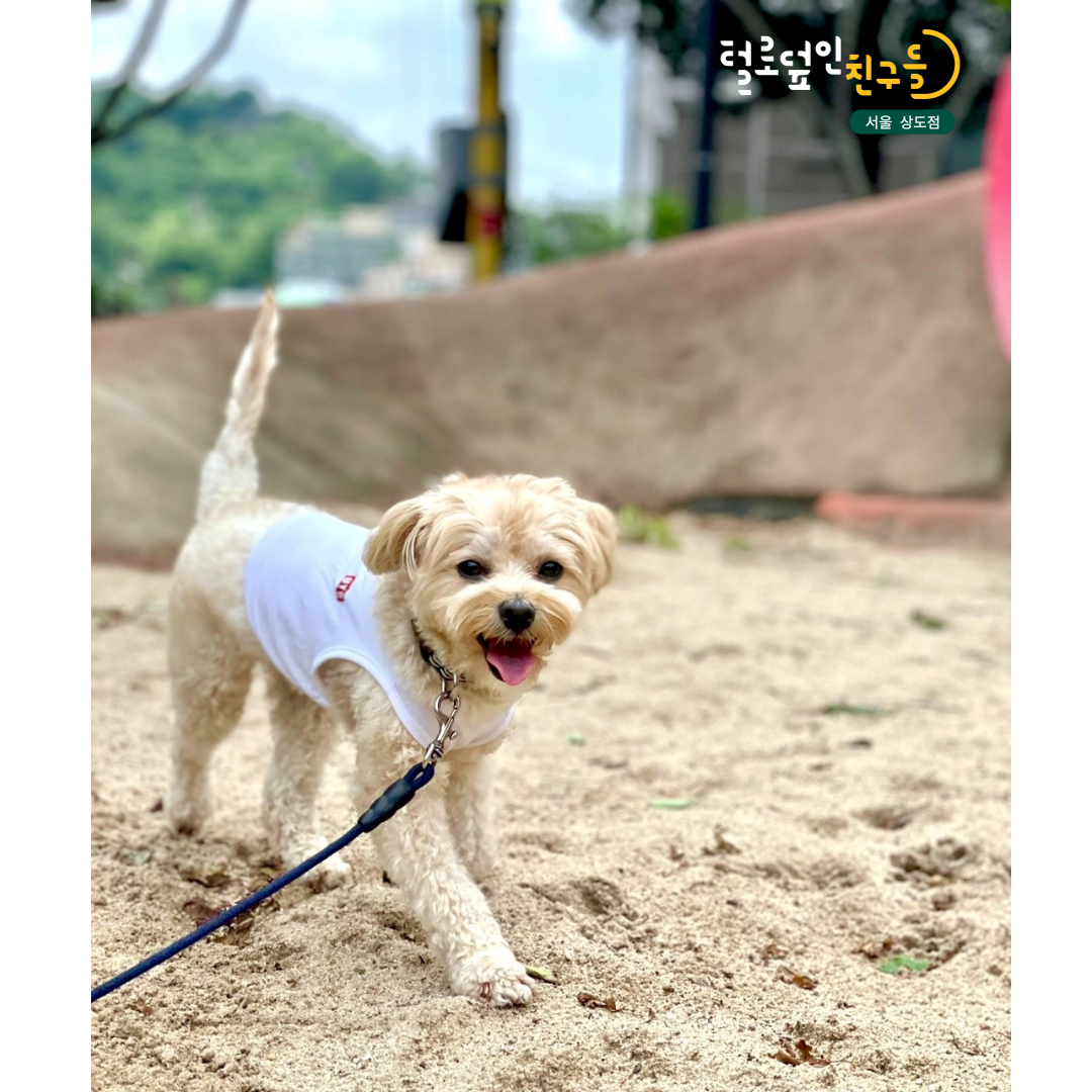 털로덮인친구들 서울상도점 대표 이미지