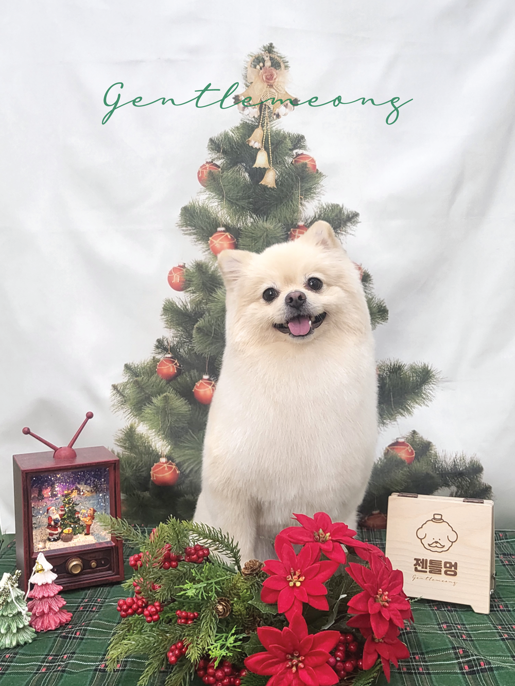 젠틀멍멍 강원 애견숙소