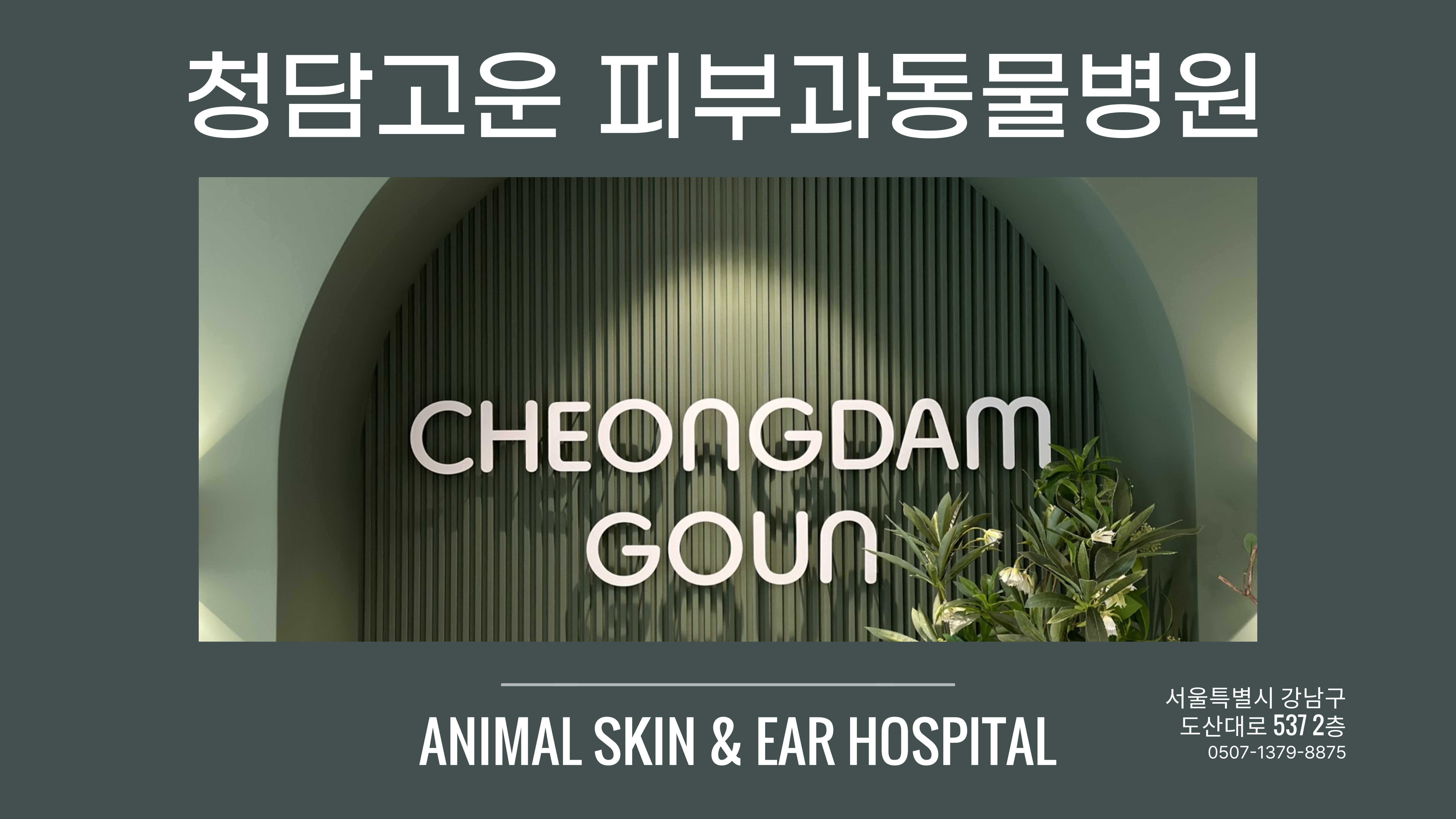청담고운피부과동물병원