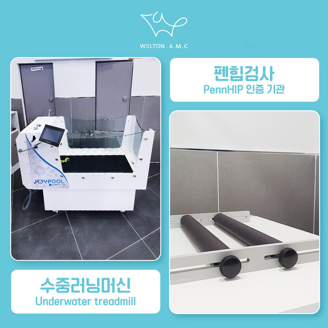 웰튼동물의료센터 대표 이미지