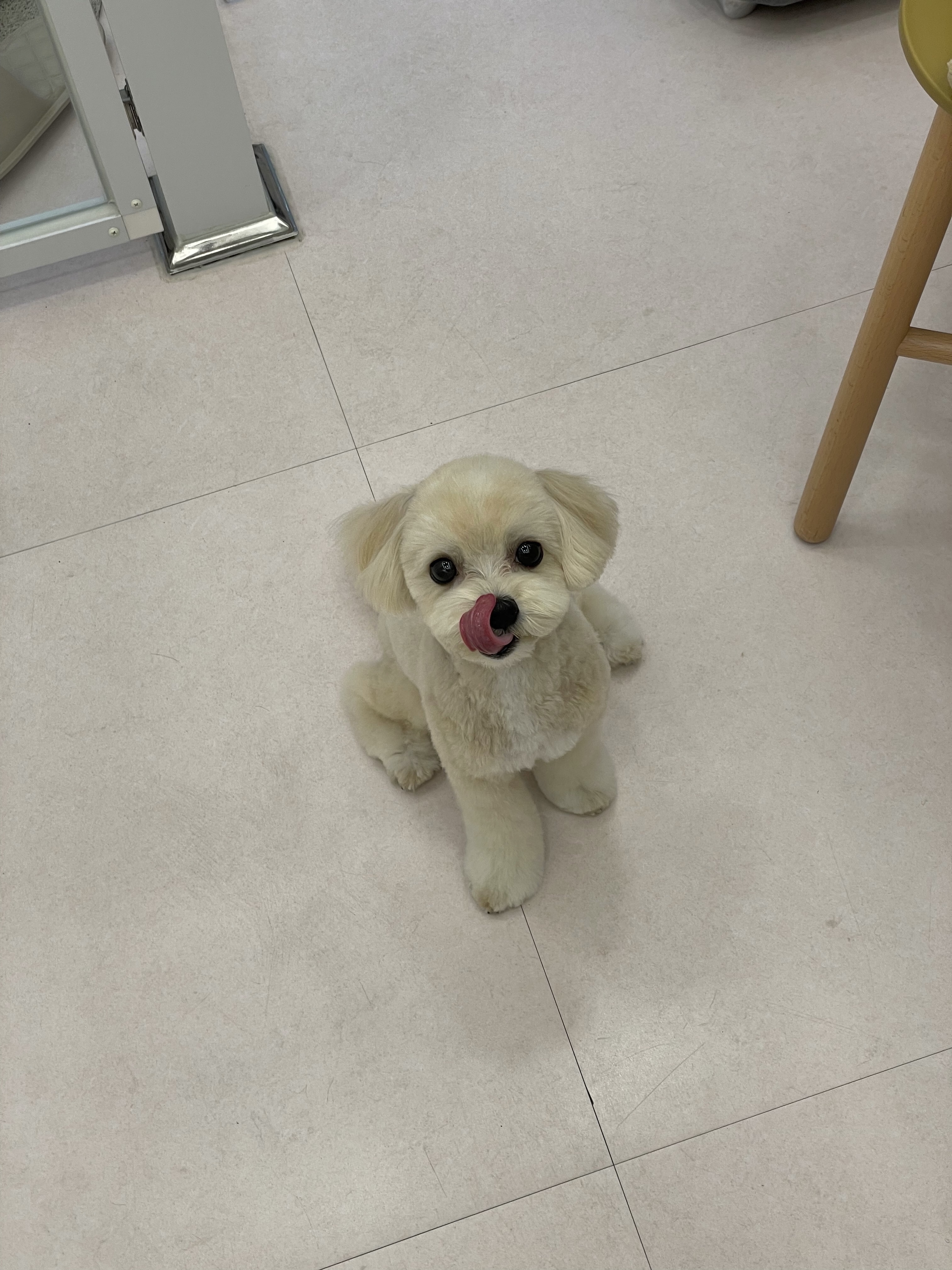 몽뽀뜨 대표 이미지