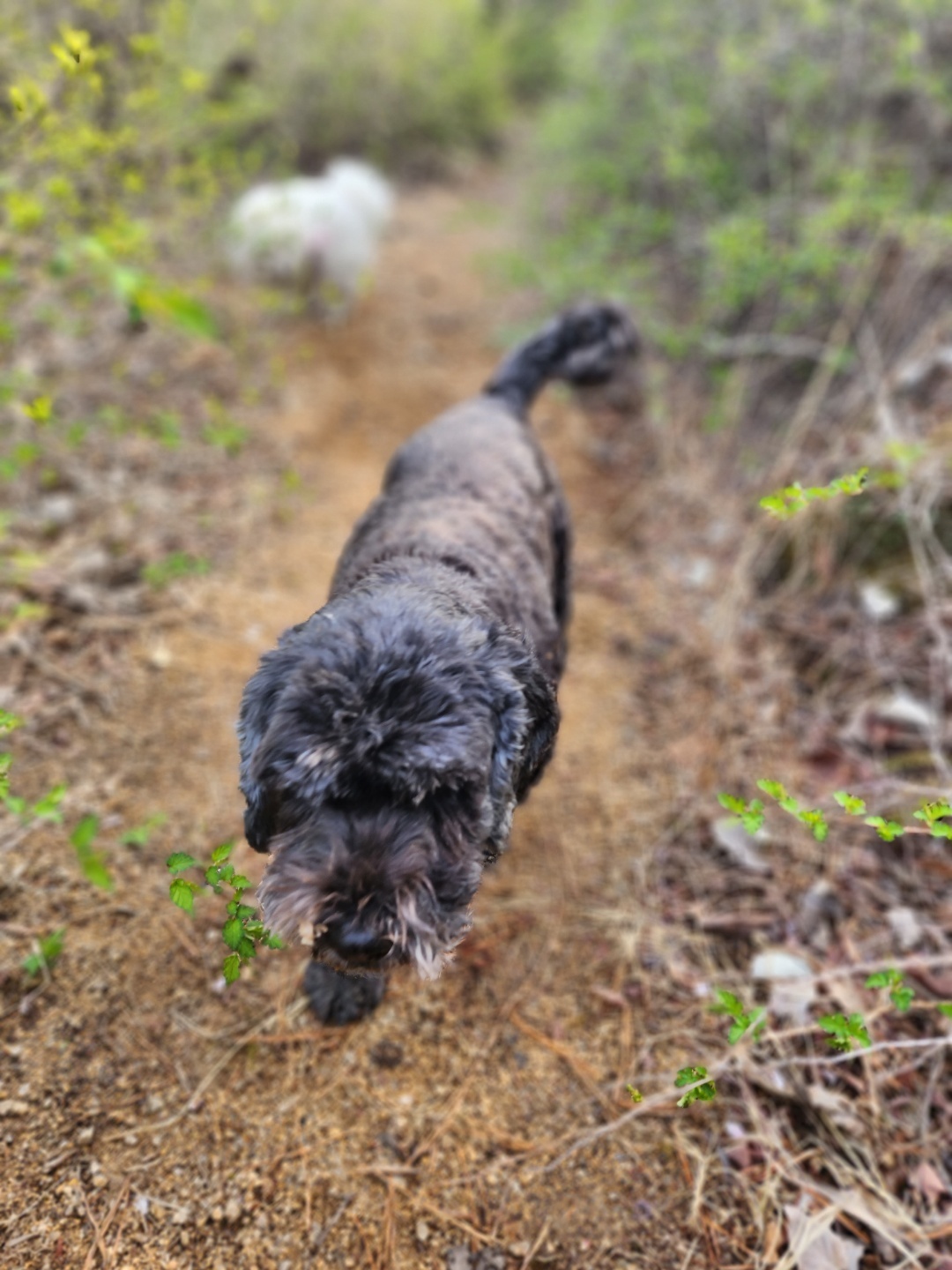 강아지마법사 골드맘 대표 이미지