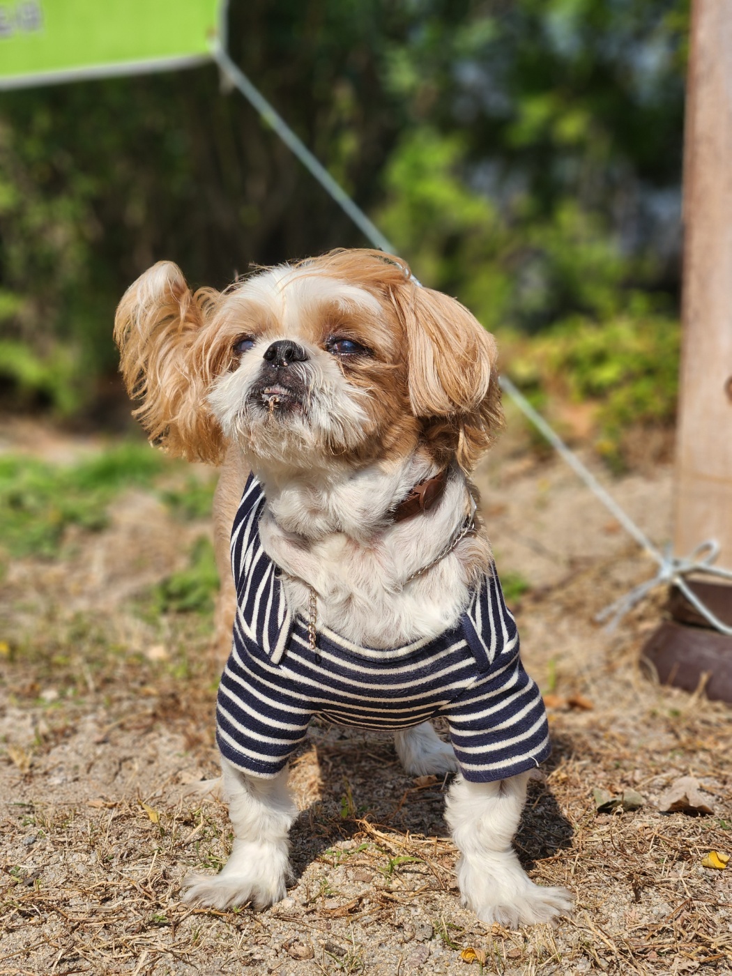 강아지마법사 골드맘 대표 이미지