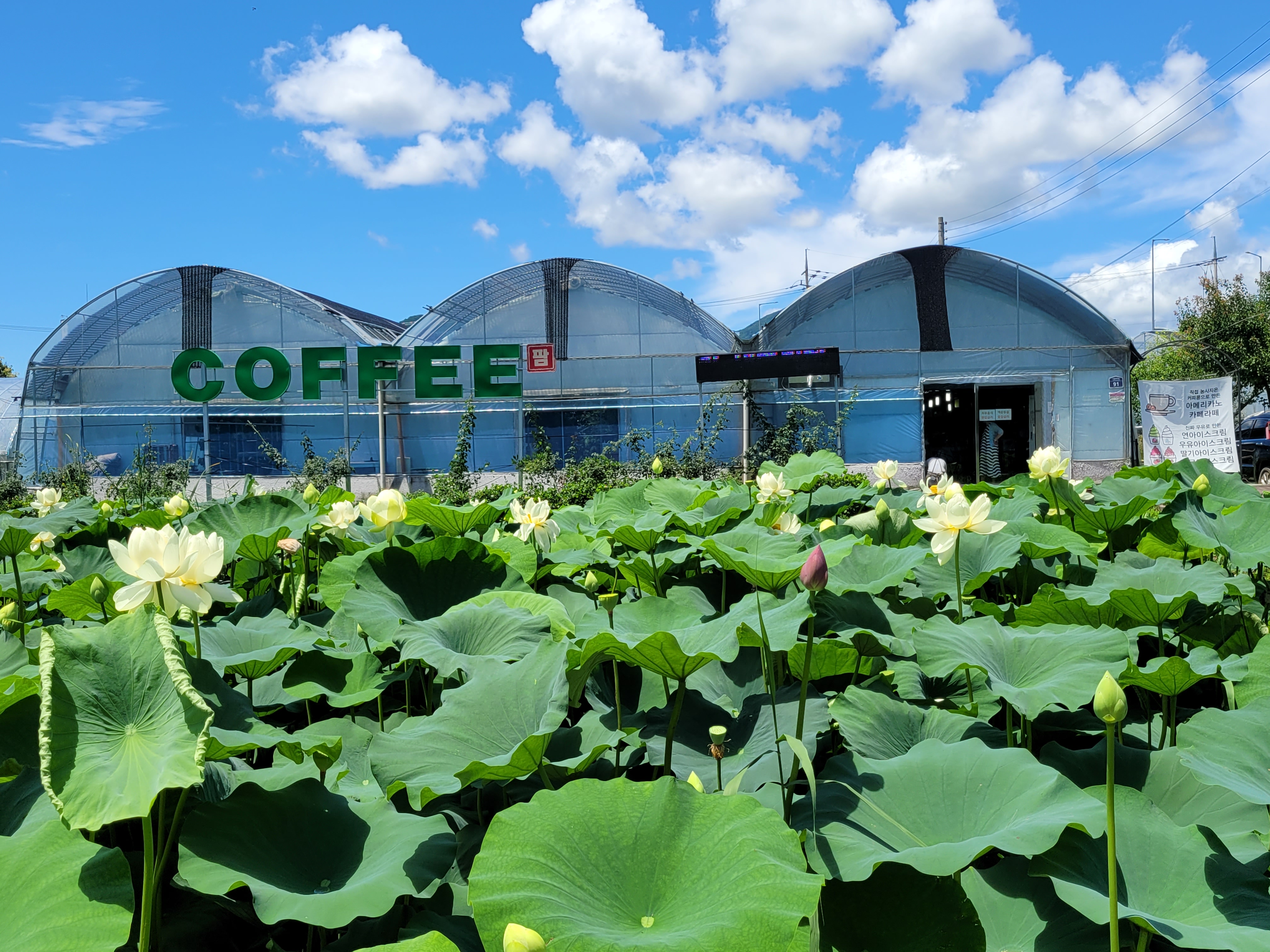 두물머리커피농장