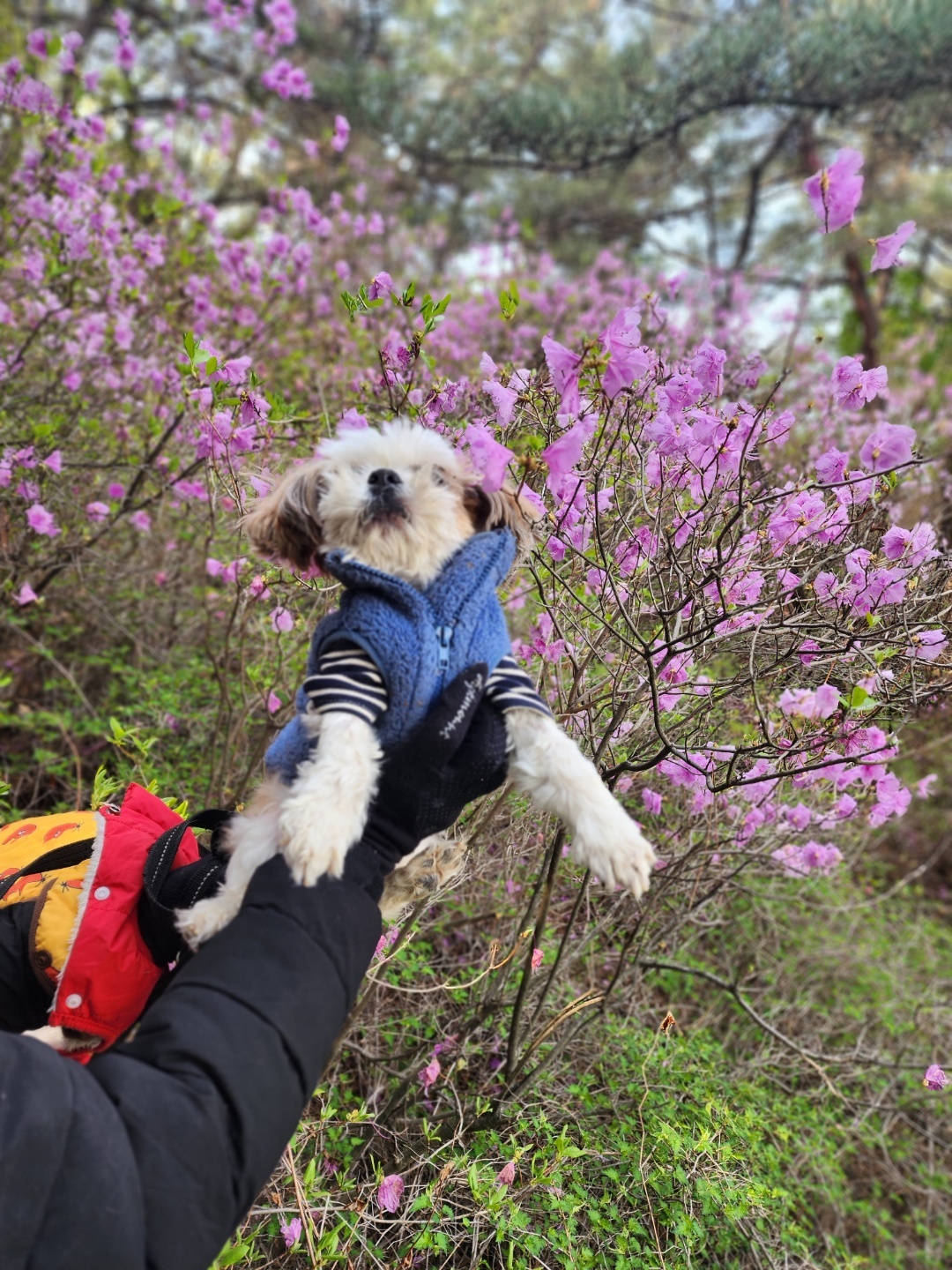 강아지마법사 골드맘 대표 이미지