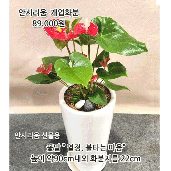 동탄화분팜
