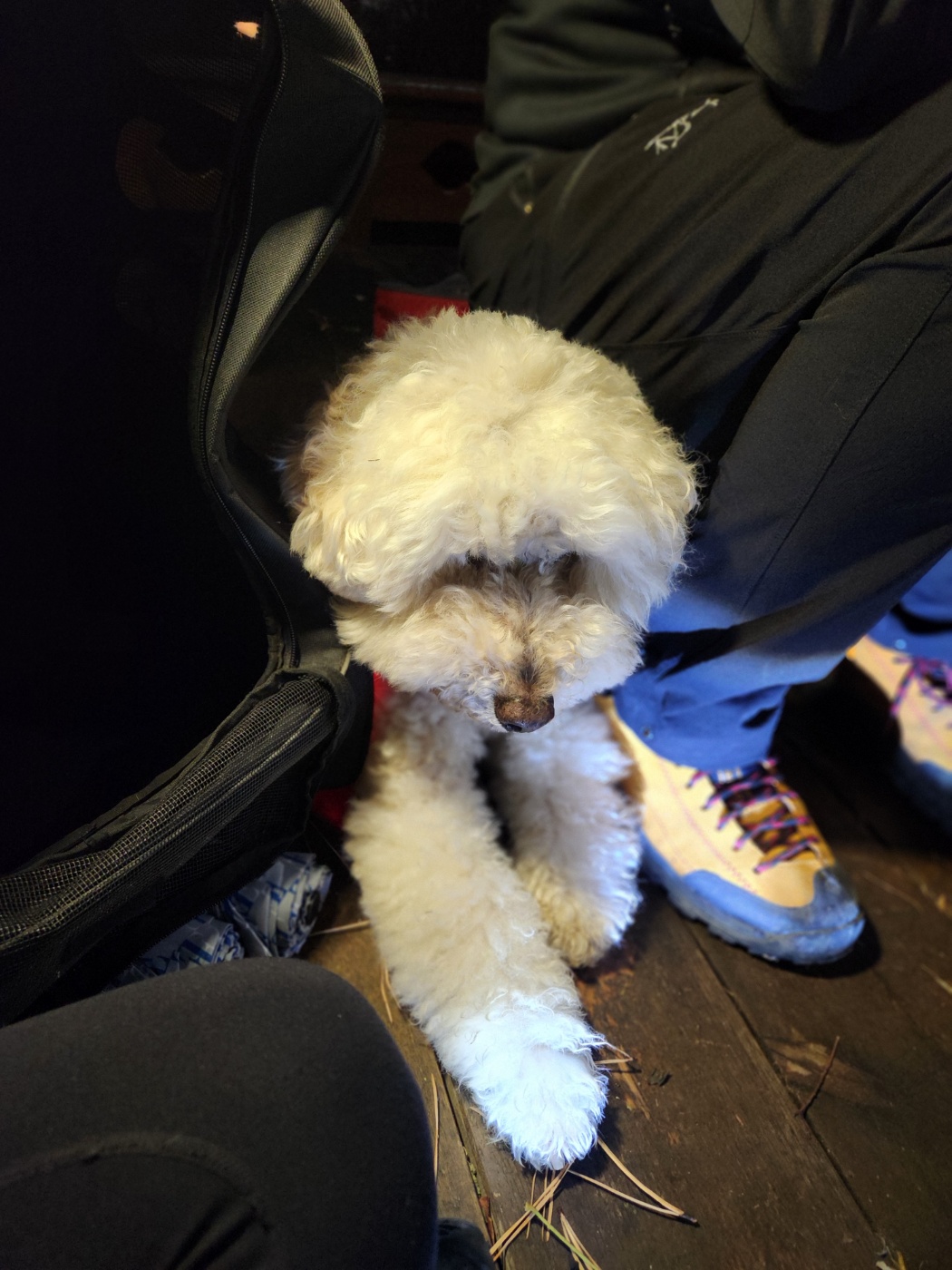 강아지미용실 대표 이미지