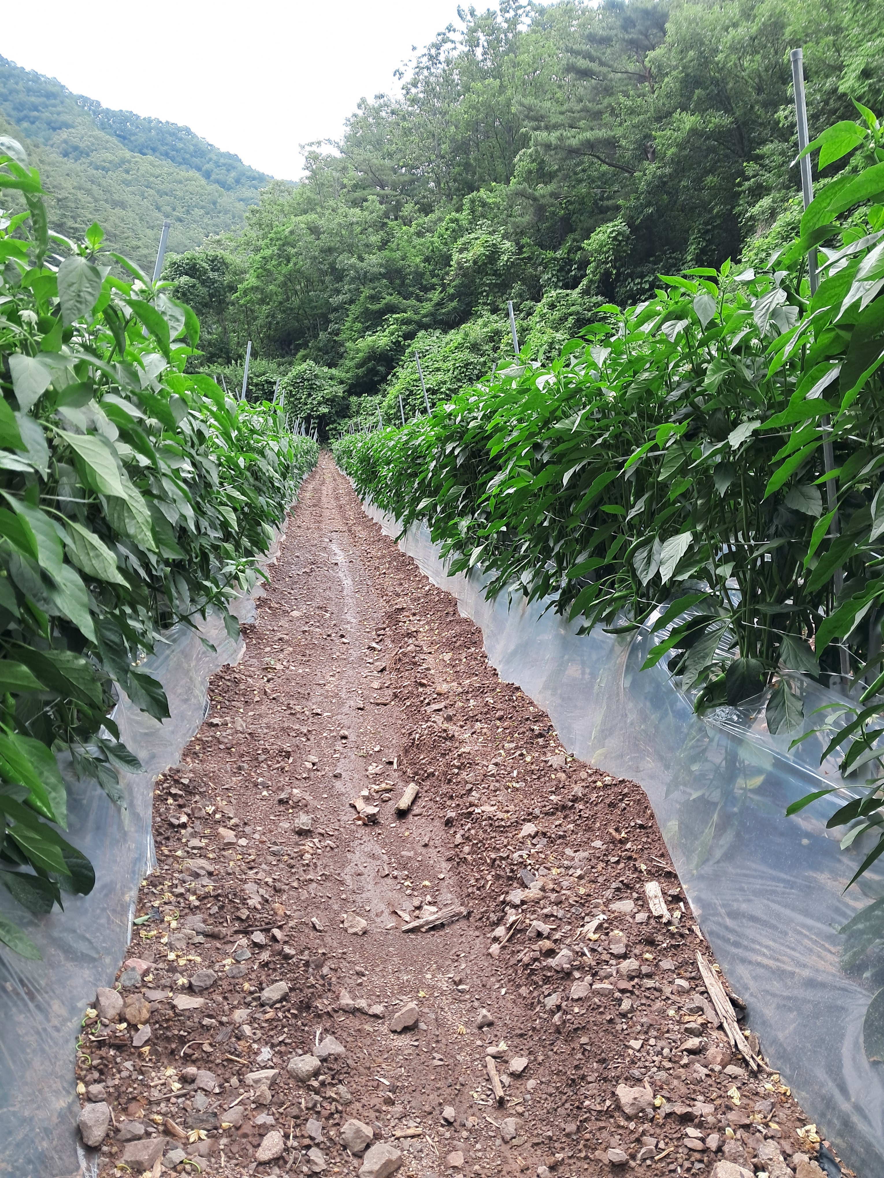 청산자연농원