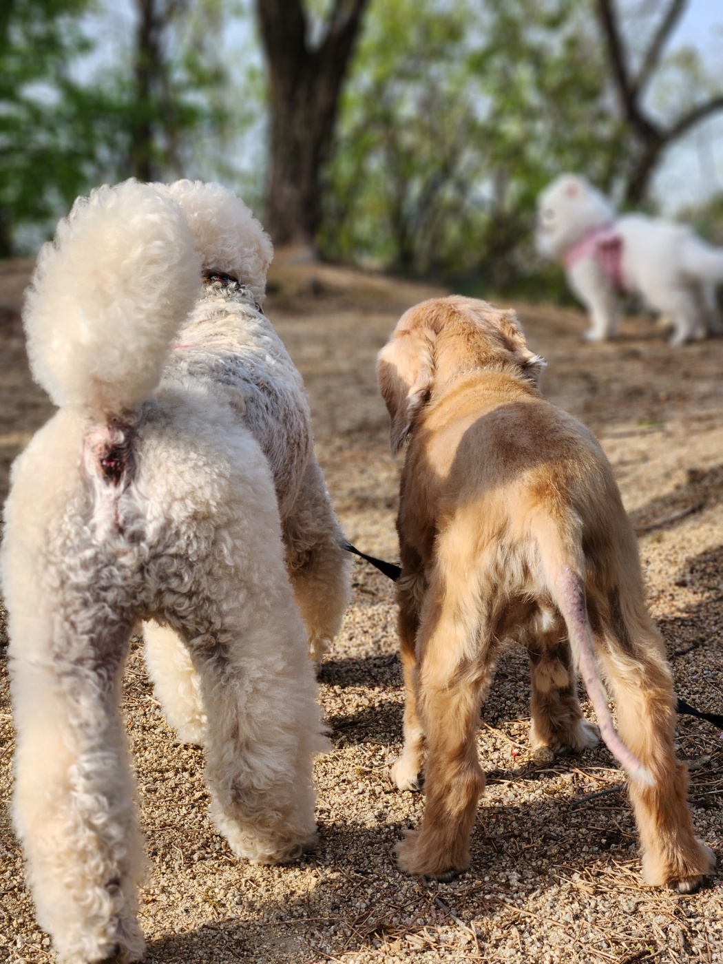 강아지마법사 골드맘 대표 이미지