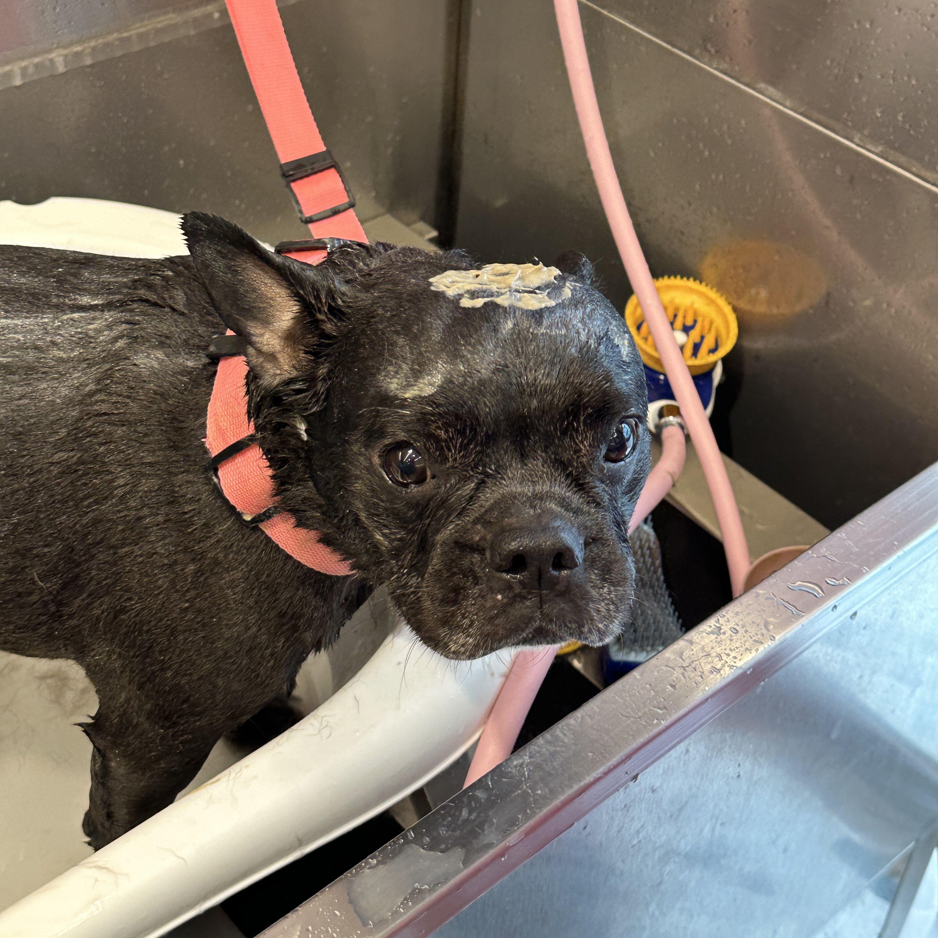 티몬이네 목욕탕 대표 이미지