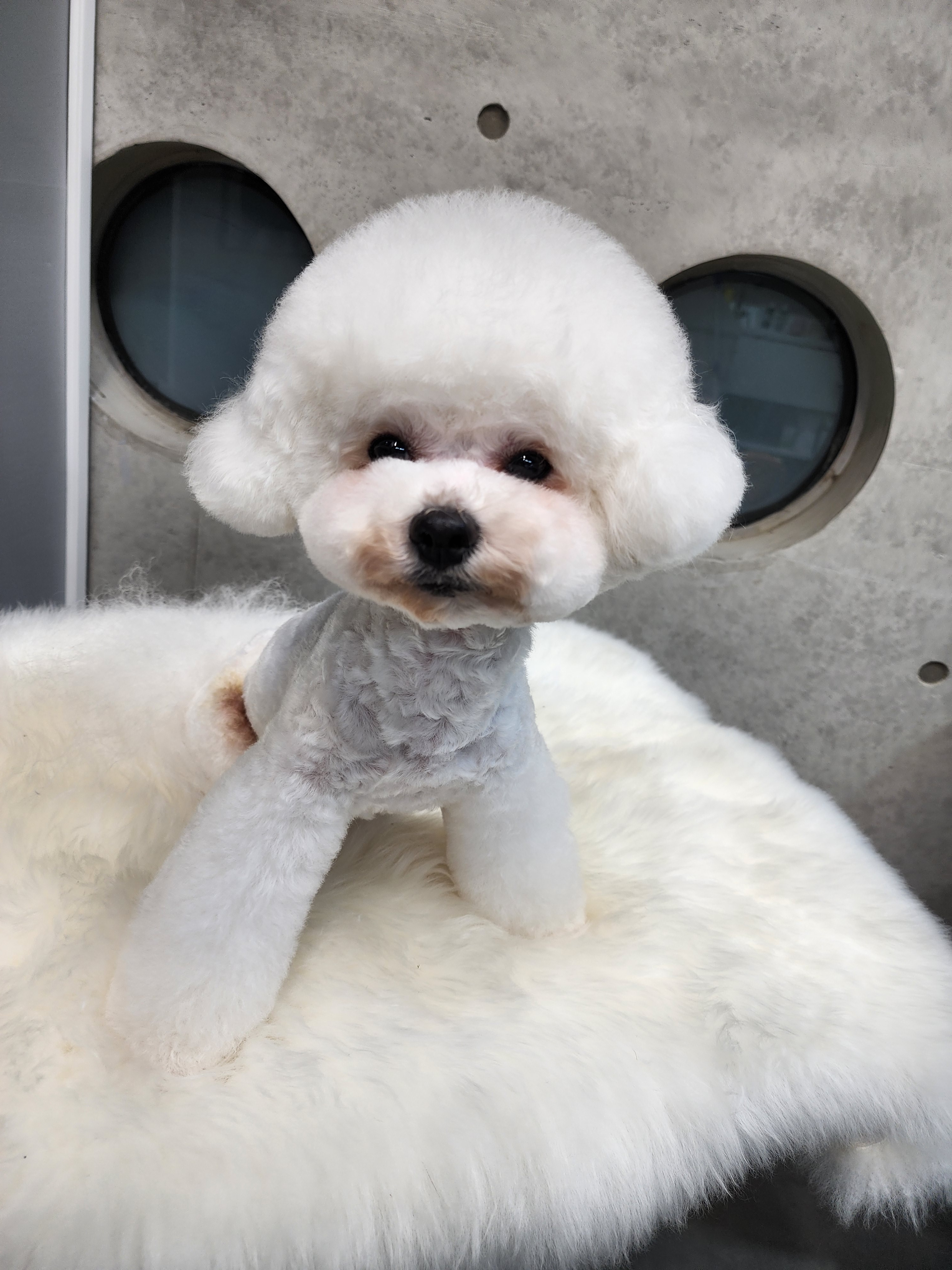 쇼룸 펫뷰티샵 대표 이미지