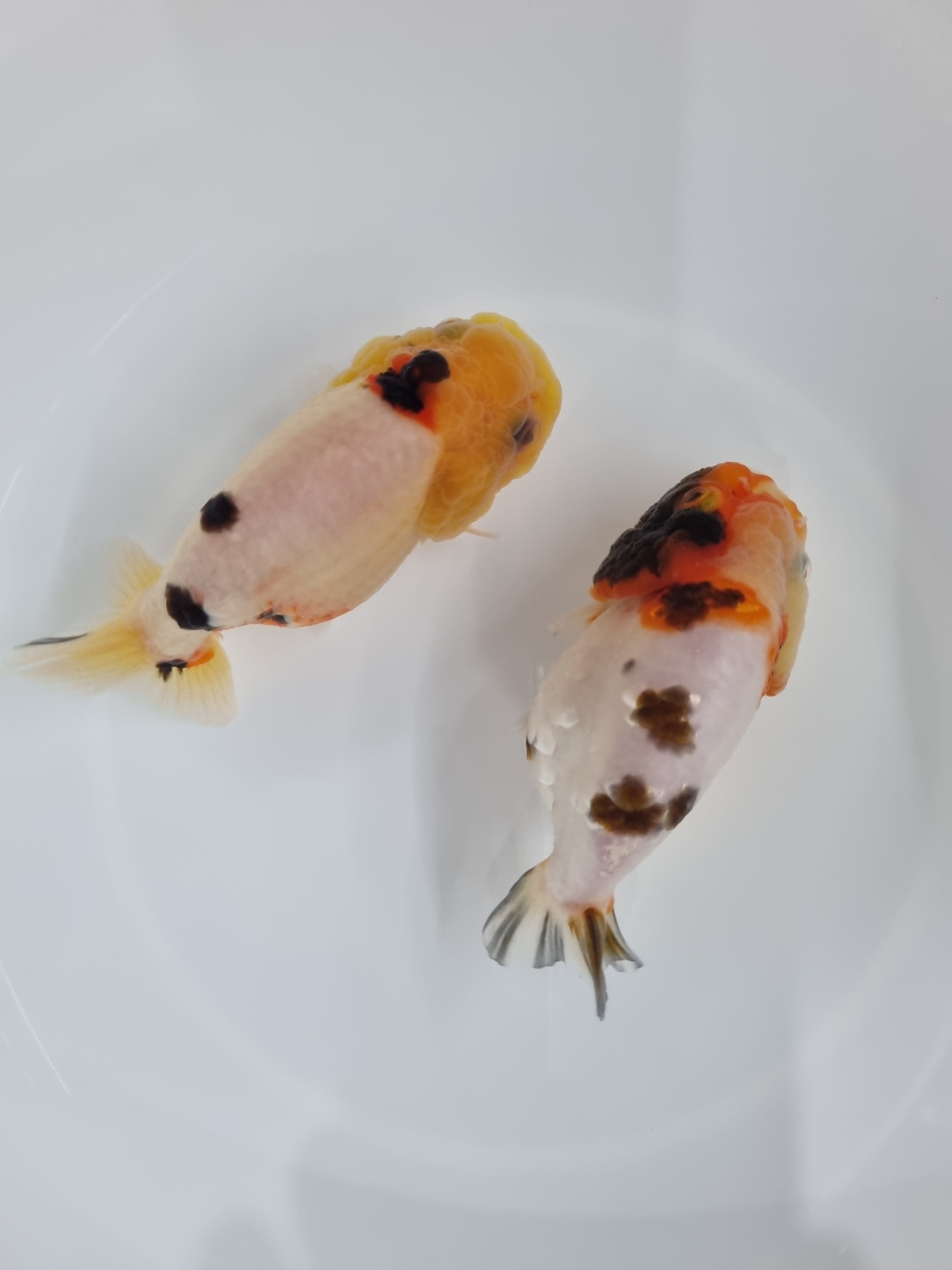 하늘고기