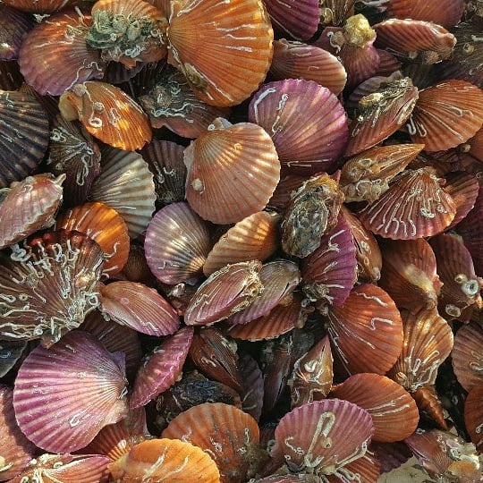 해성수산