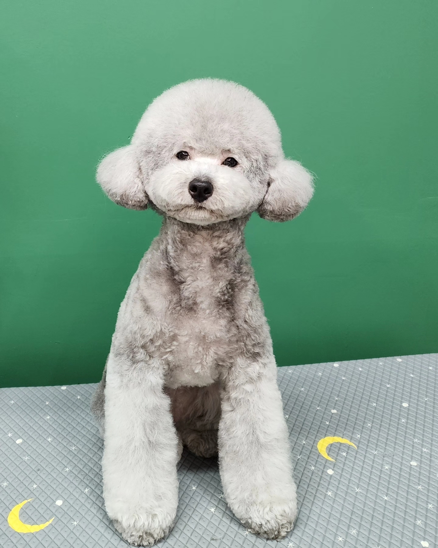 쇼룸 펫뷰티샵 대표 이미지