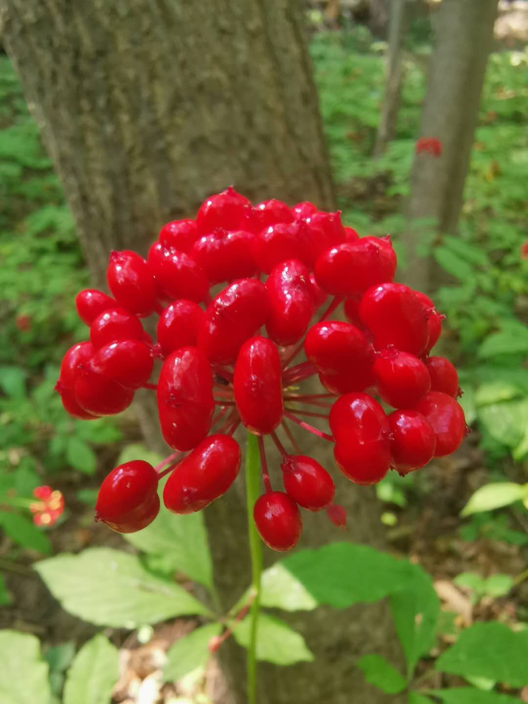 산삼전시장